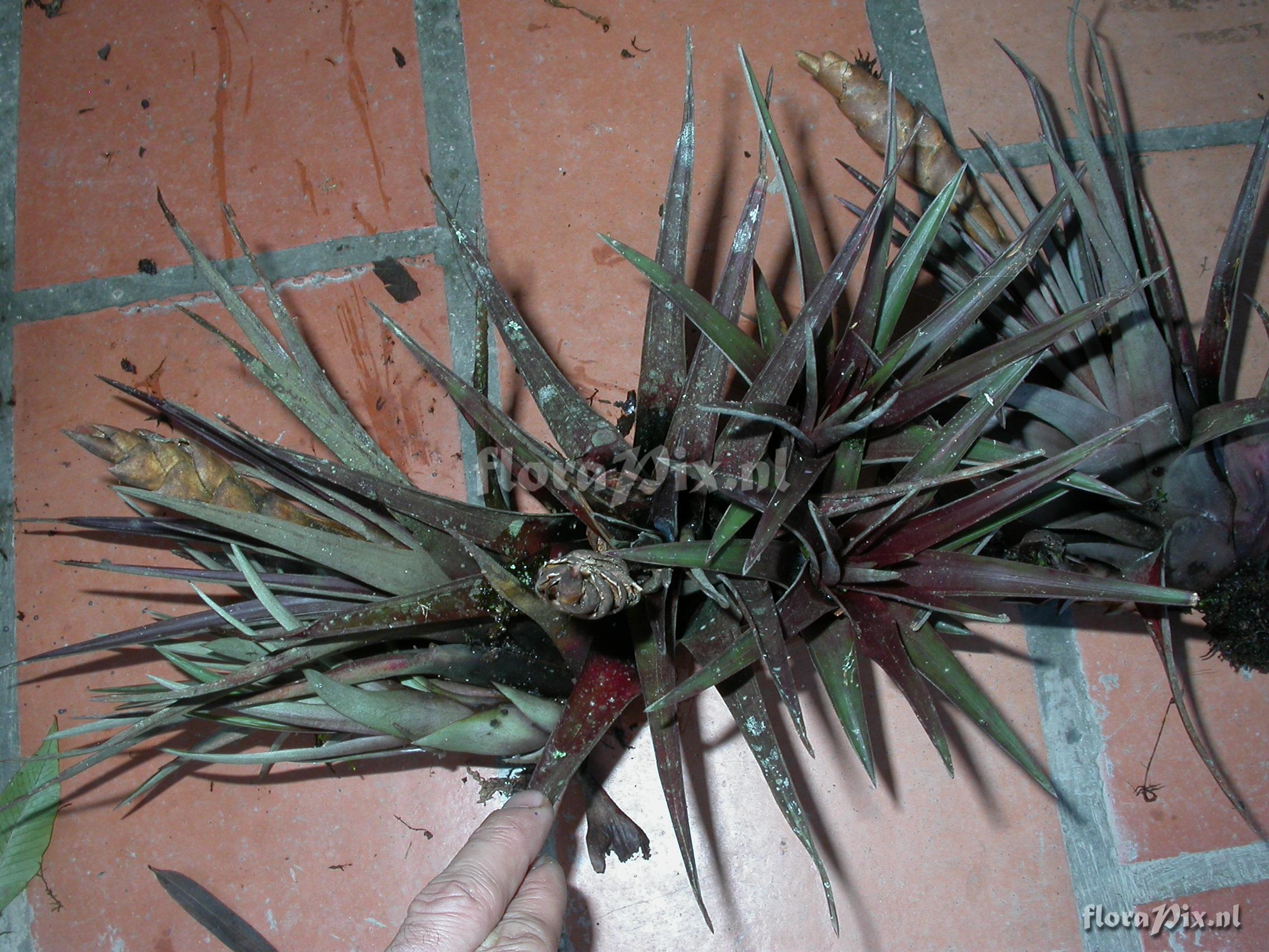 Tillandsia cathcartii (H. Luther) J.R. Grant