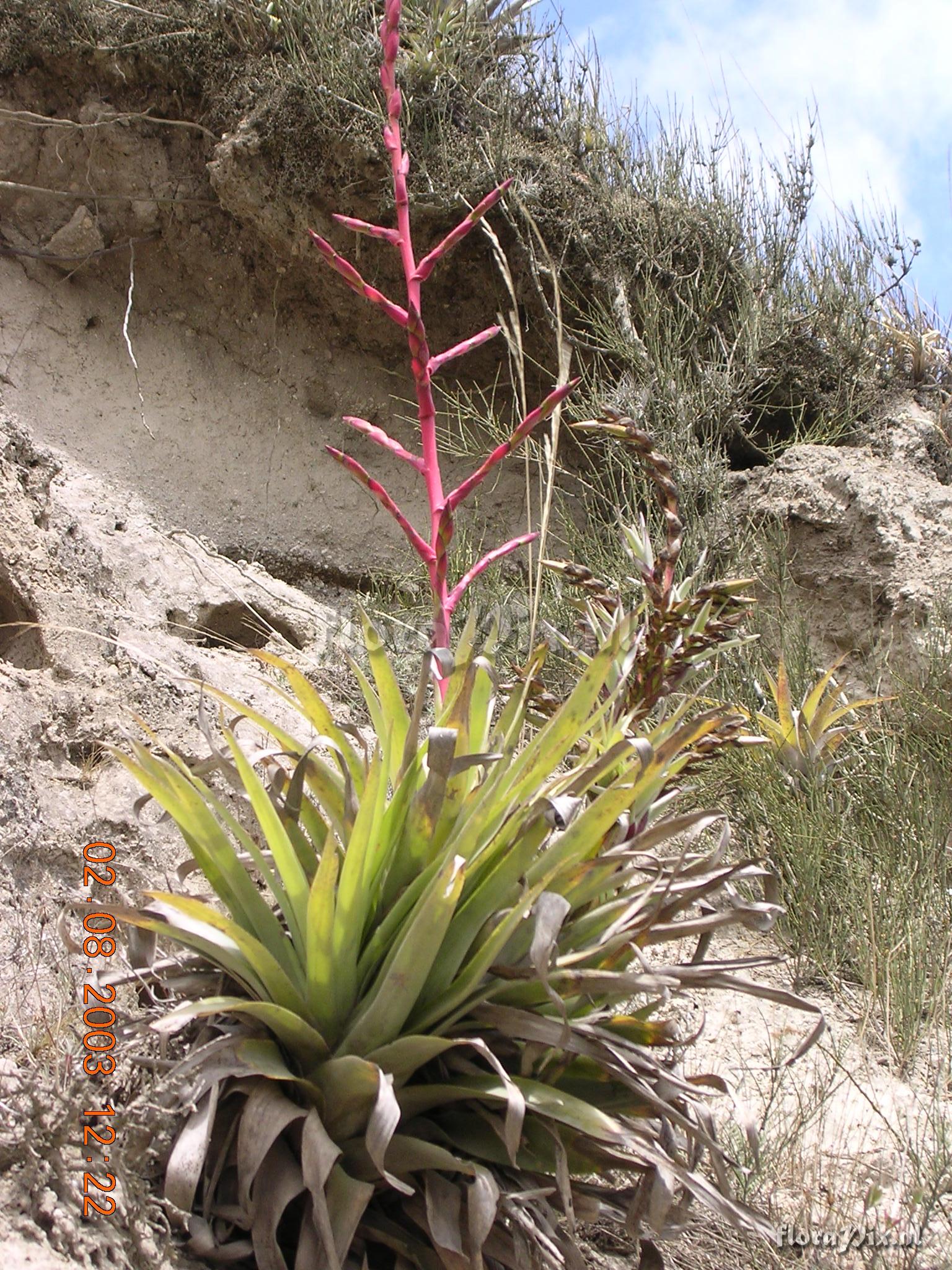 Tillandsia secunda Kunth