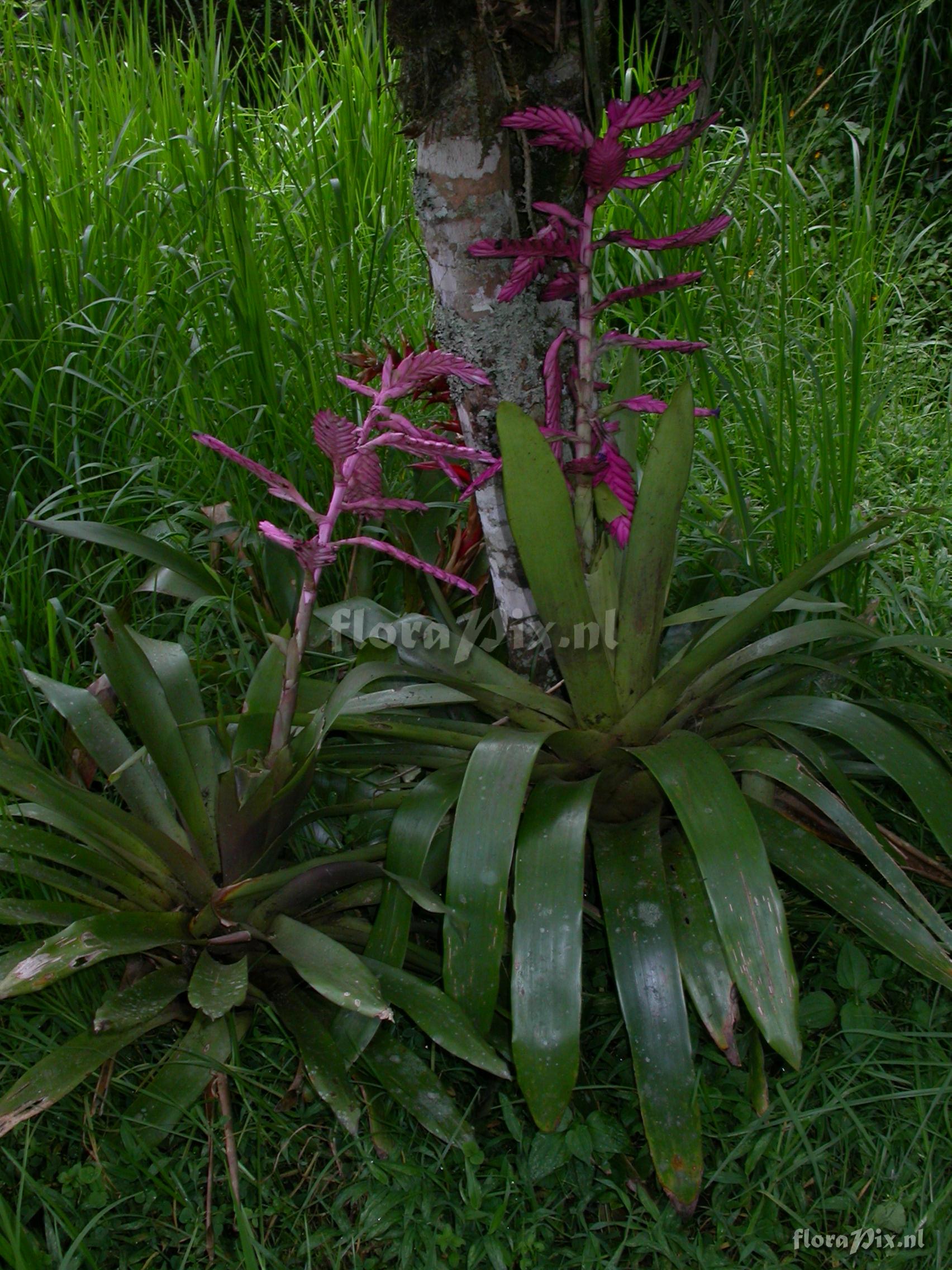 Tillandsia platyrhachis 