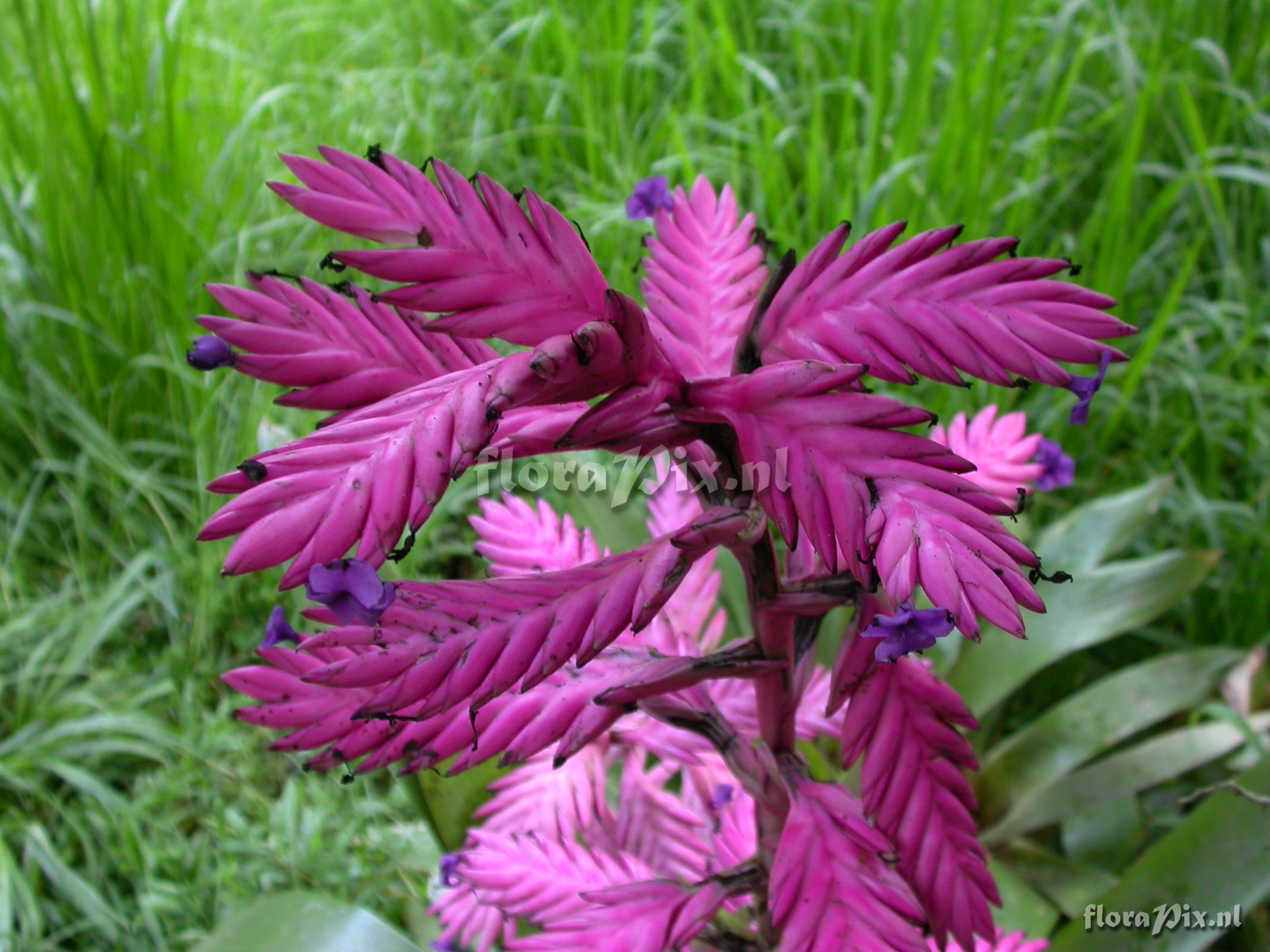 Tillandsia platyrhachis 