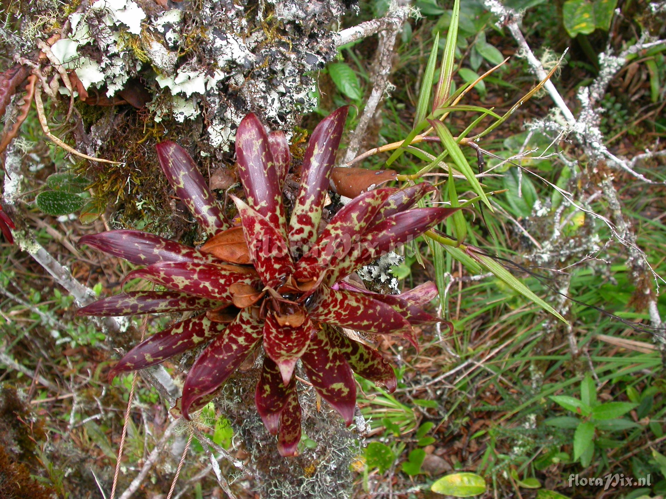 Tillandsia biflora