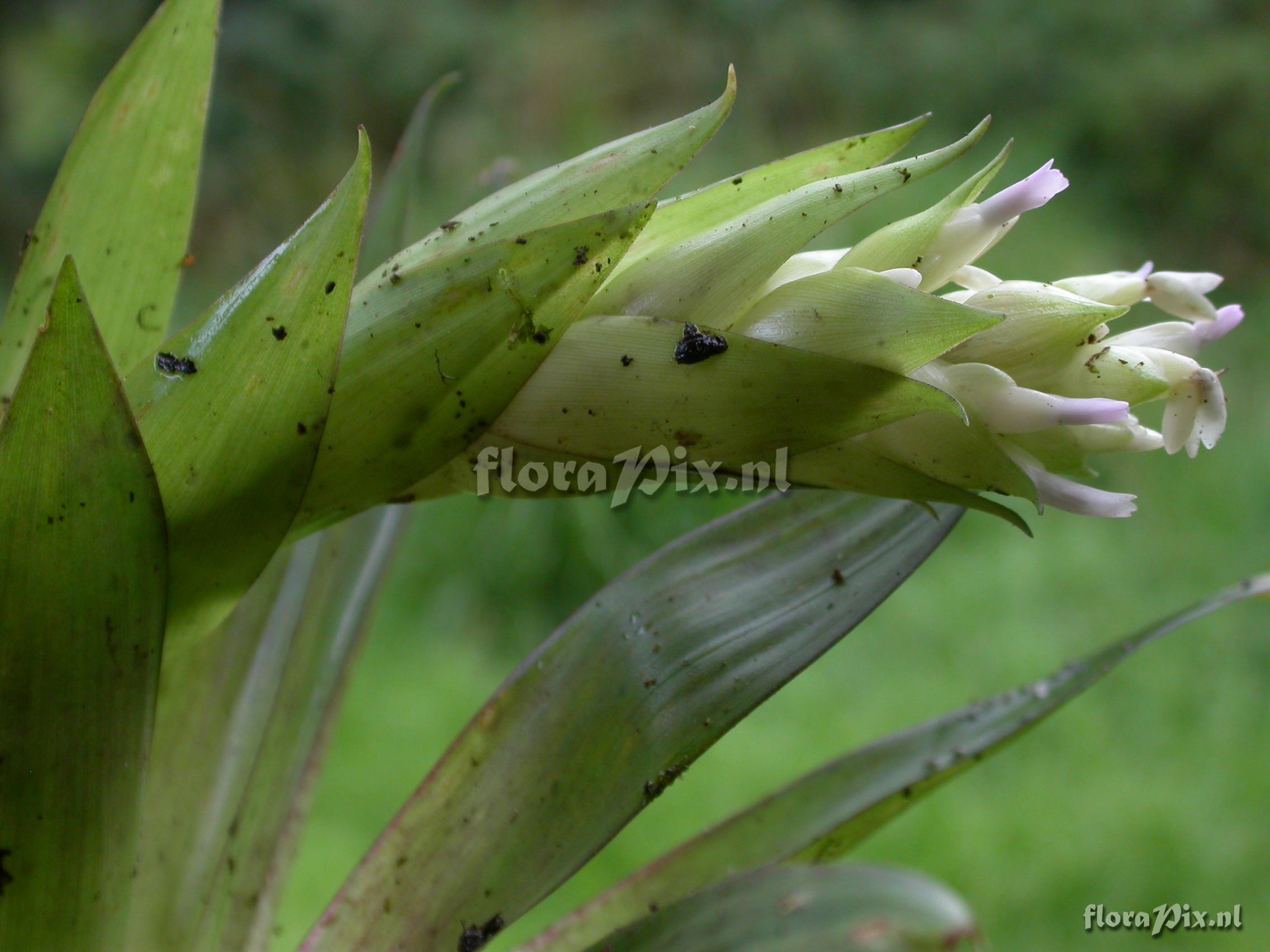 Tillandsia biflora R. & P.