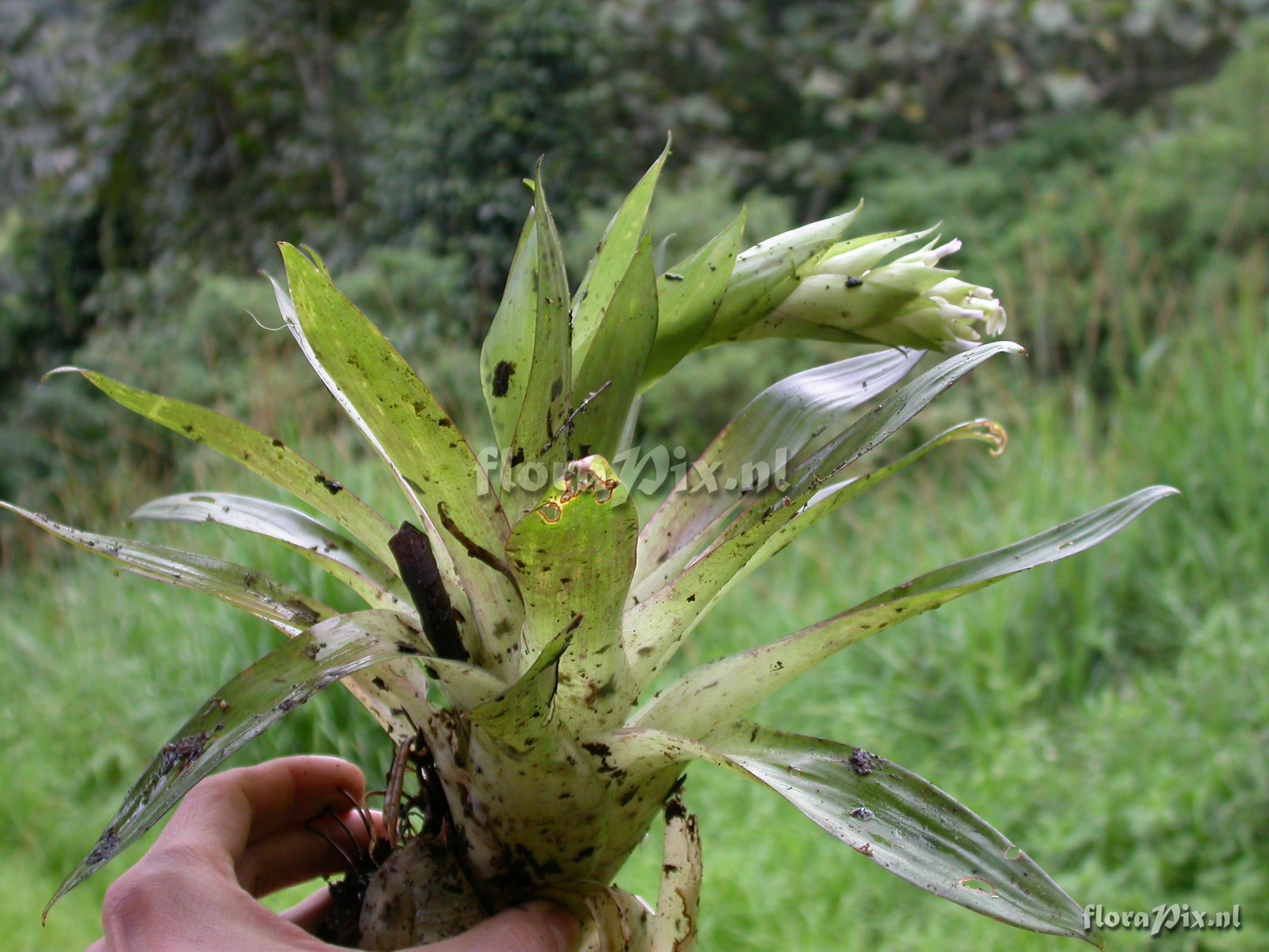 Tillandsia biflora R. & P.