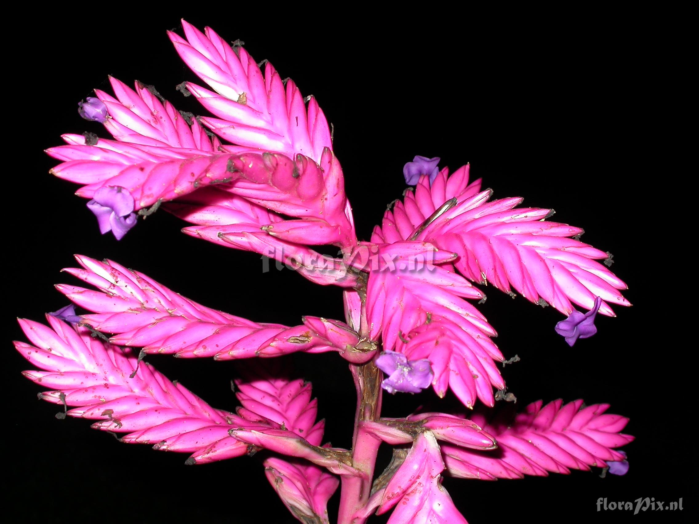 Tillandsia platyrhachis 