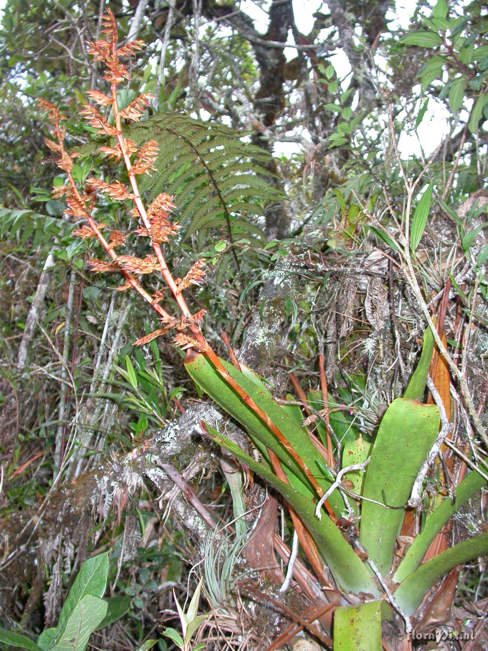 Tillandsia asplundii L.B. Sm.