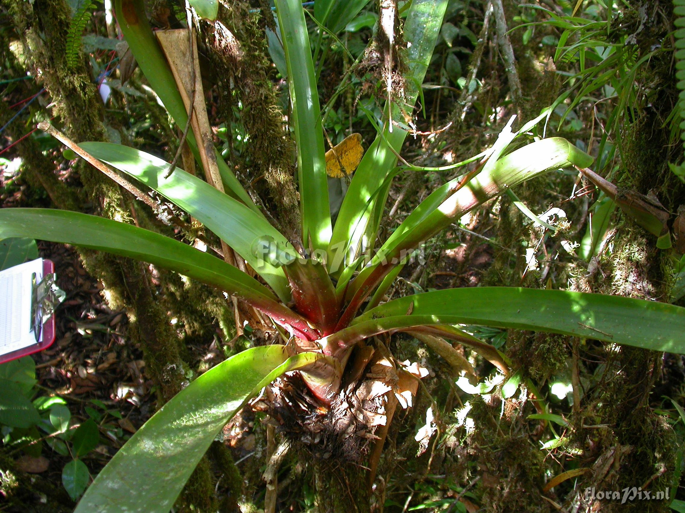 Guzmania  