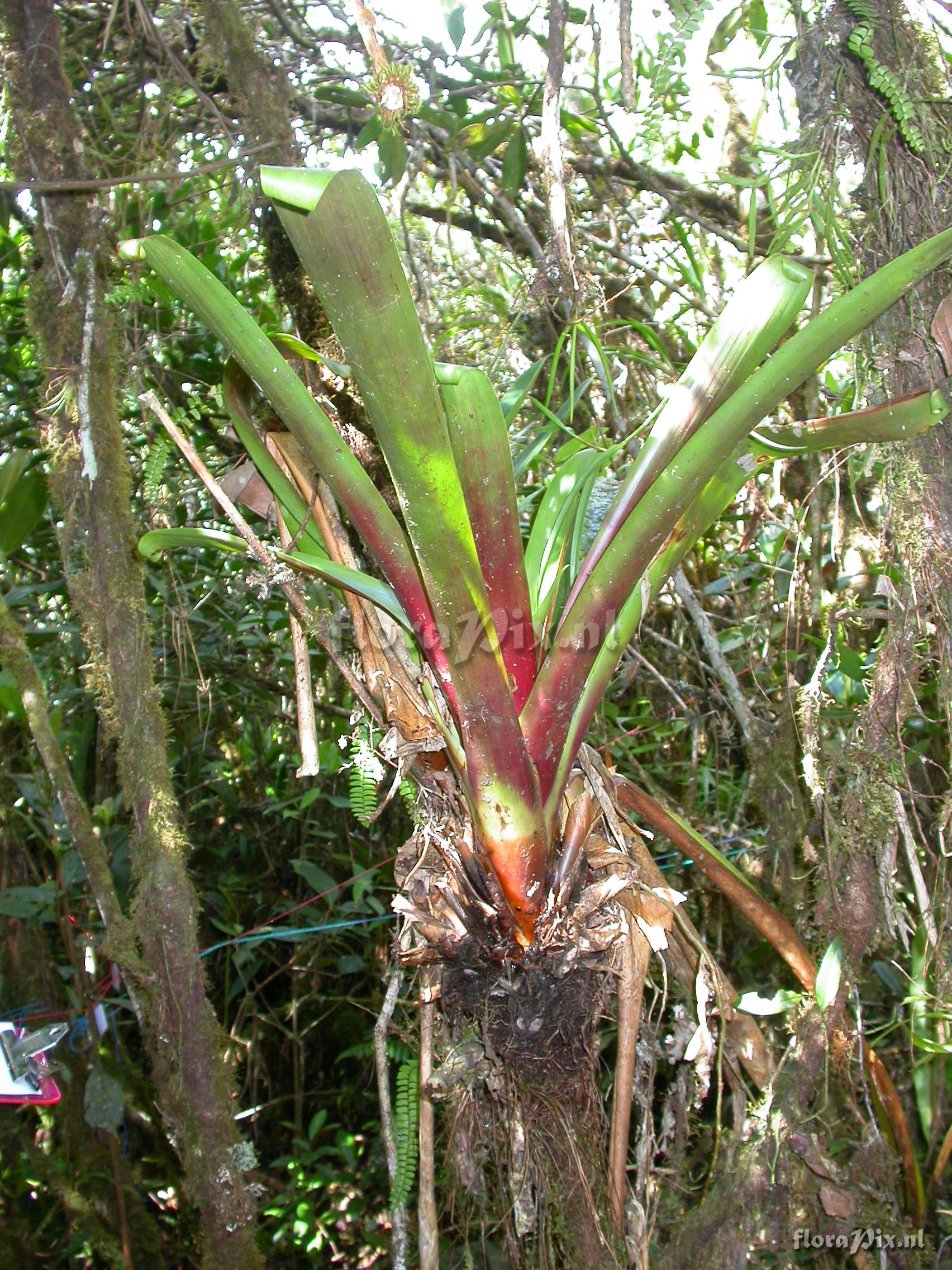 Guzmania  