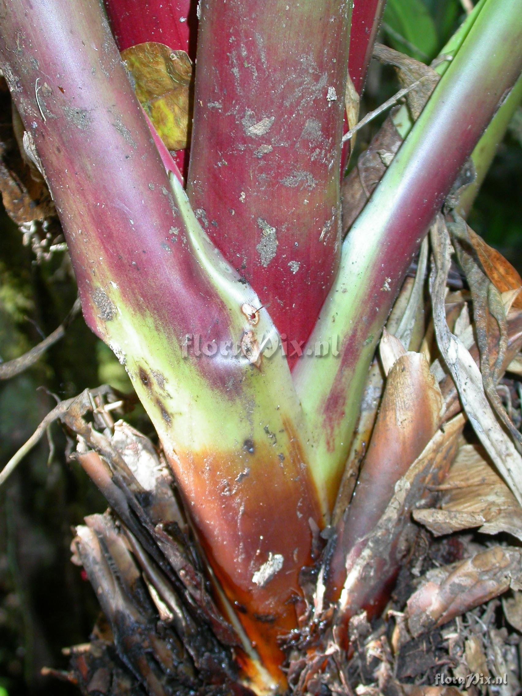 Guzmania  