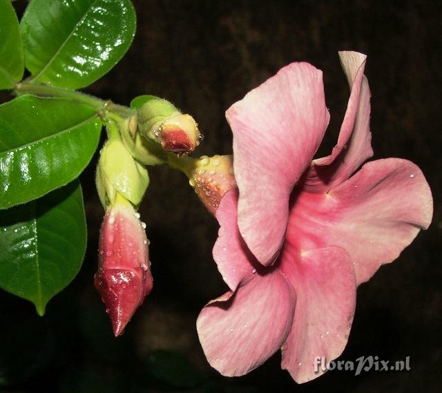 Allamanda sp.