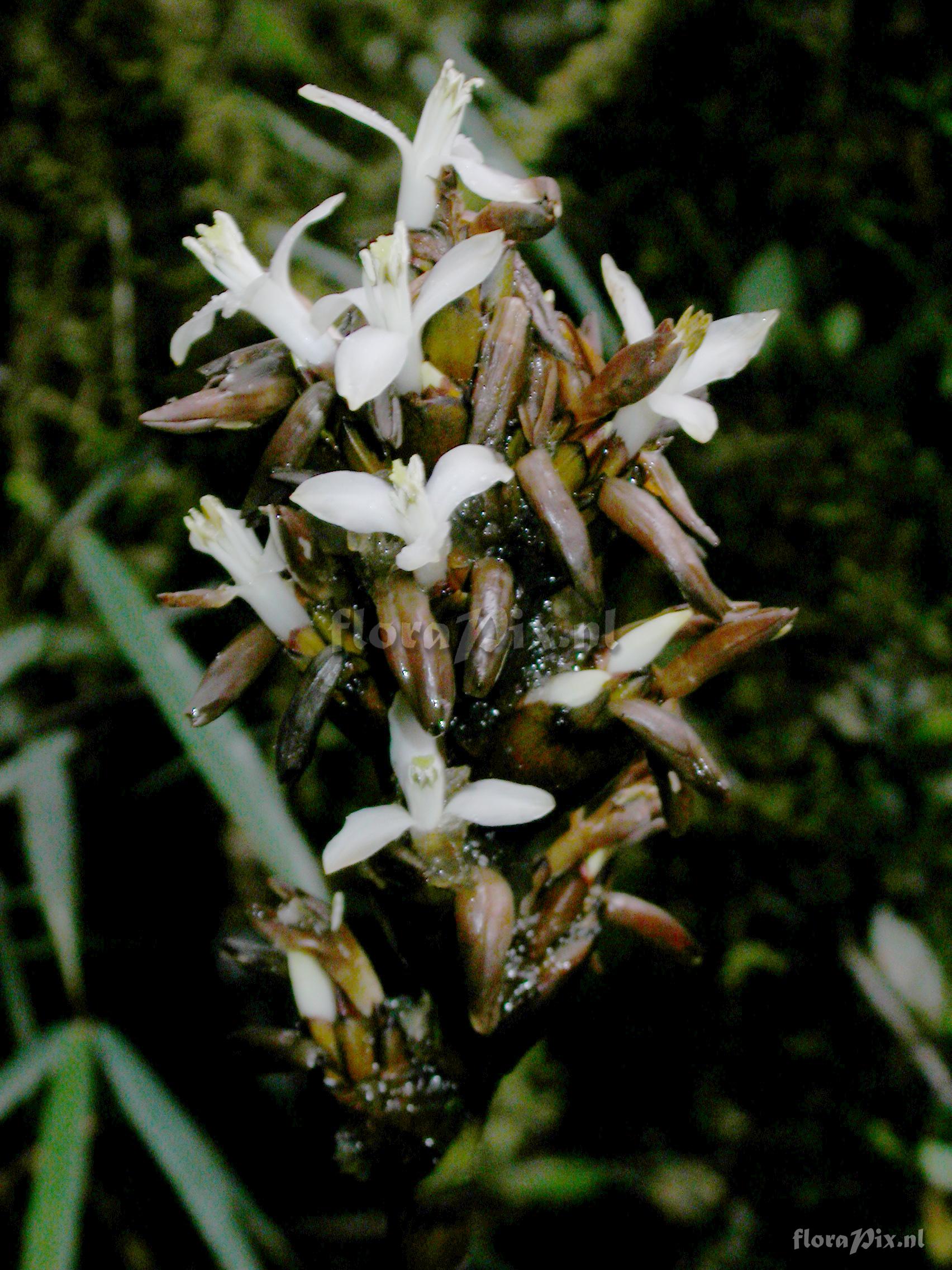 Guzmania sp. nov. 