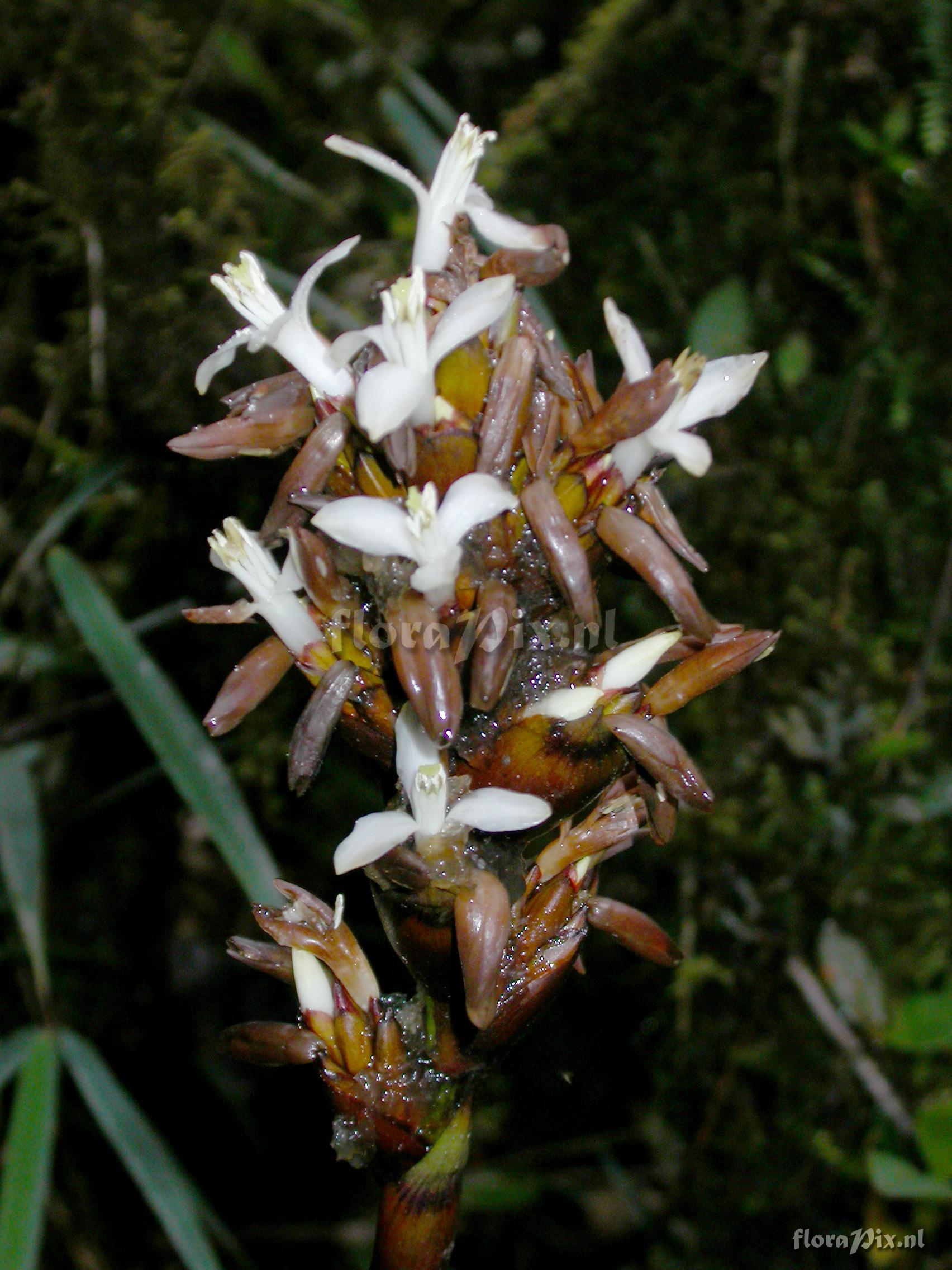 Guzmania sp. nov. 