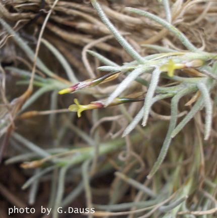 Tillandsia andicola