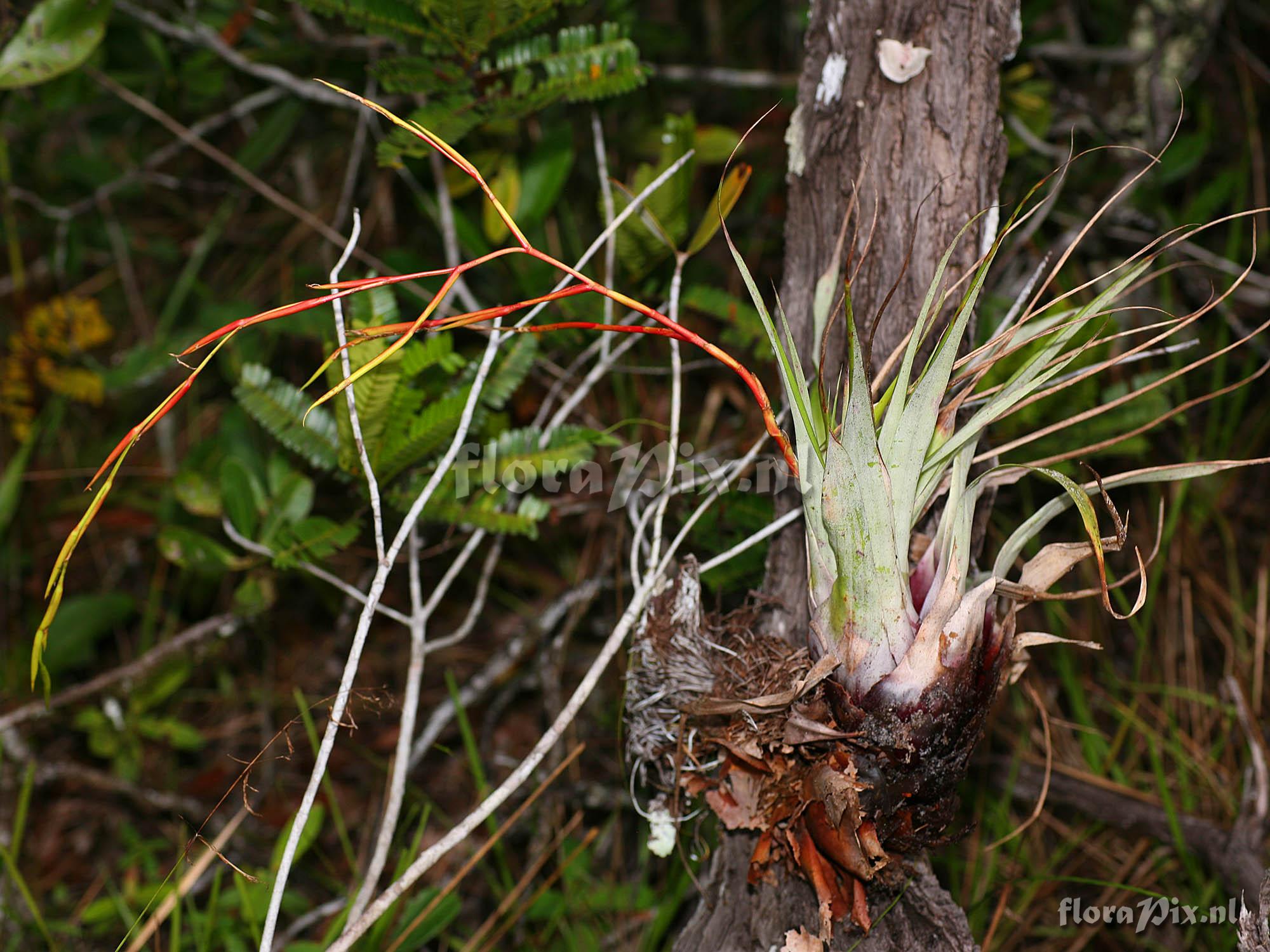 Tillandsia adpressiflora