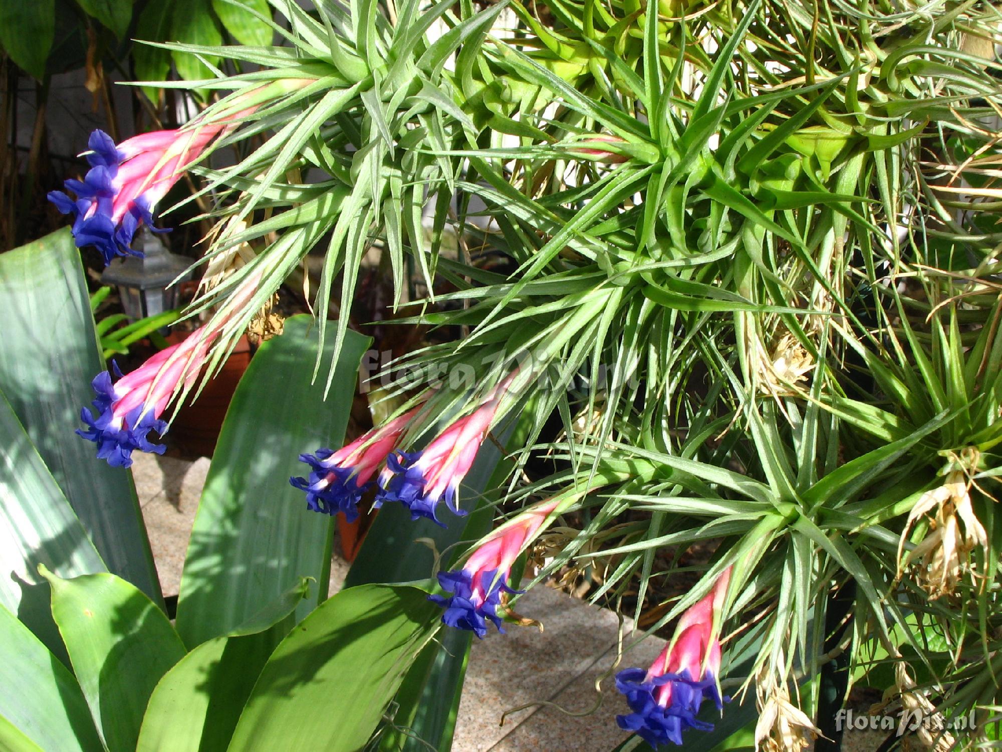 Tillandsia aeranthos.