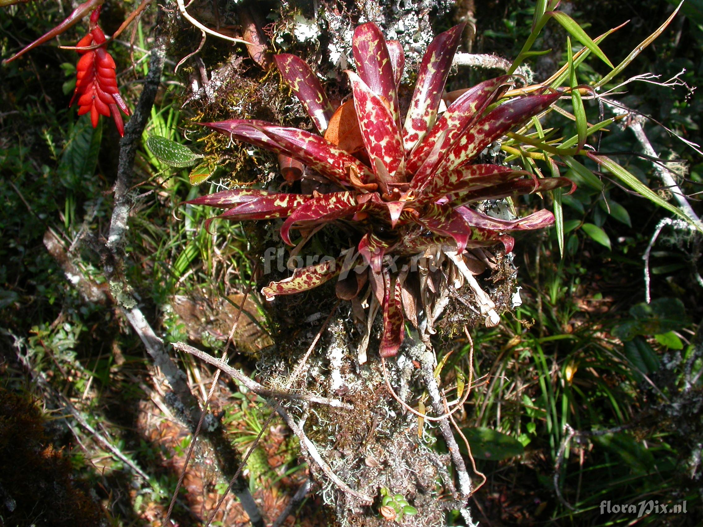 Tillandsia biflora