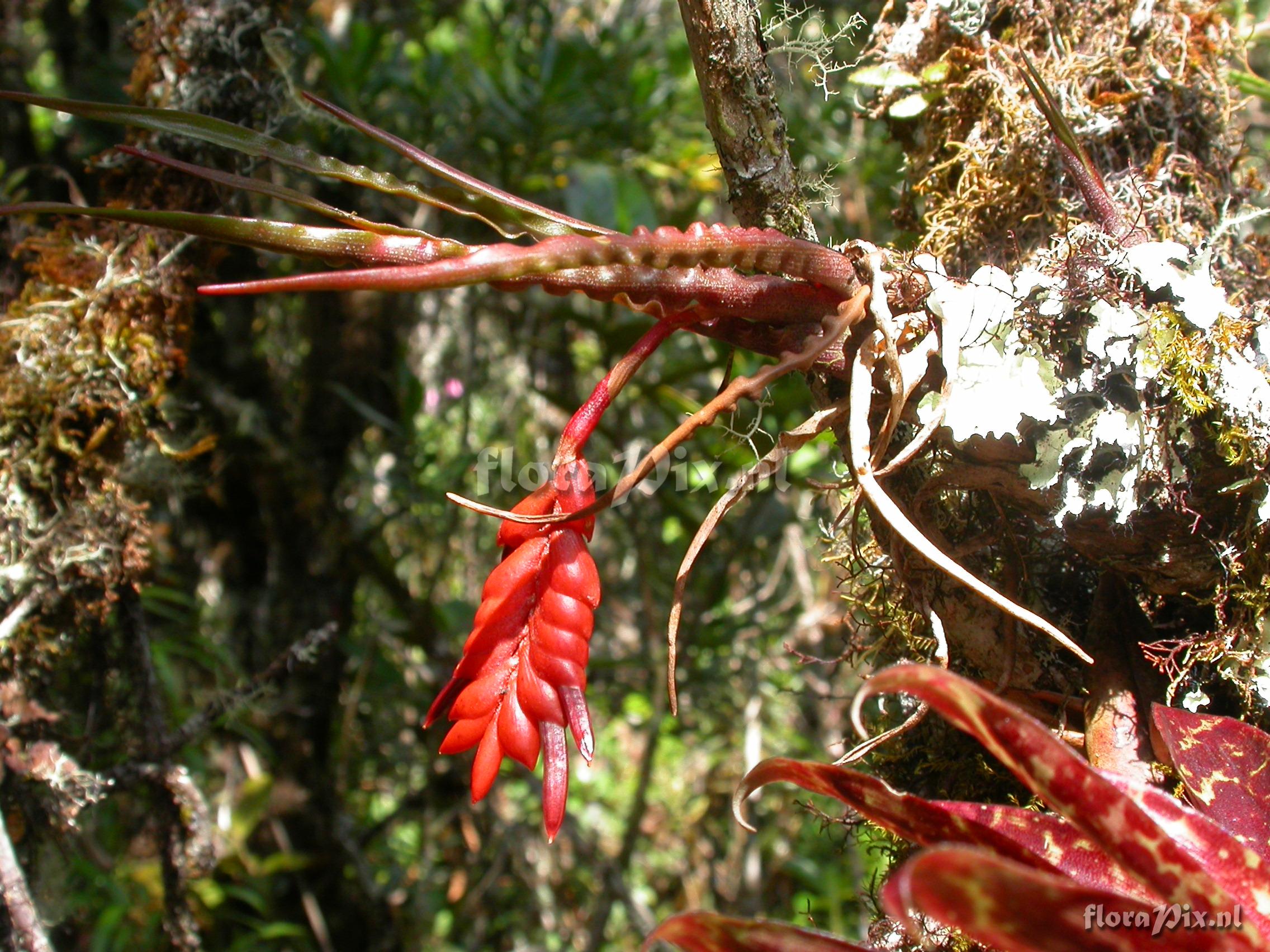 Racinaea undulifolia (Mez) H. Luther