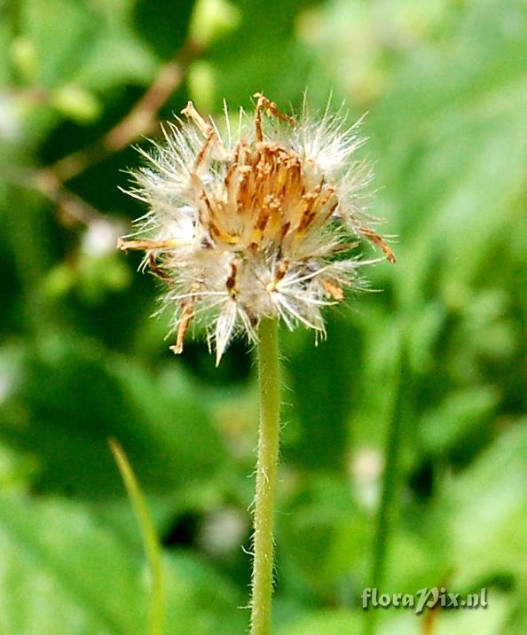 Taraxacum sp. Asteraceae