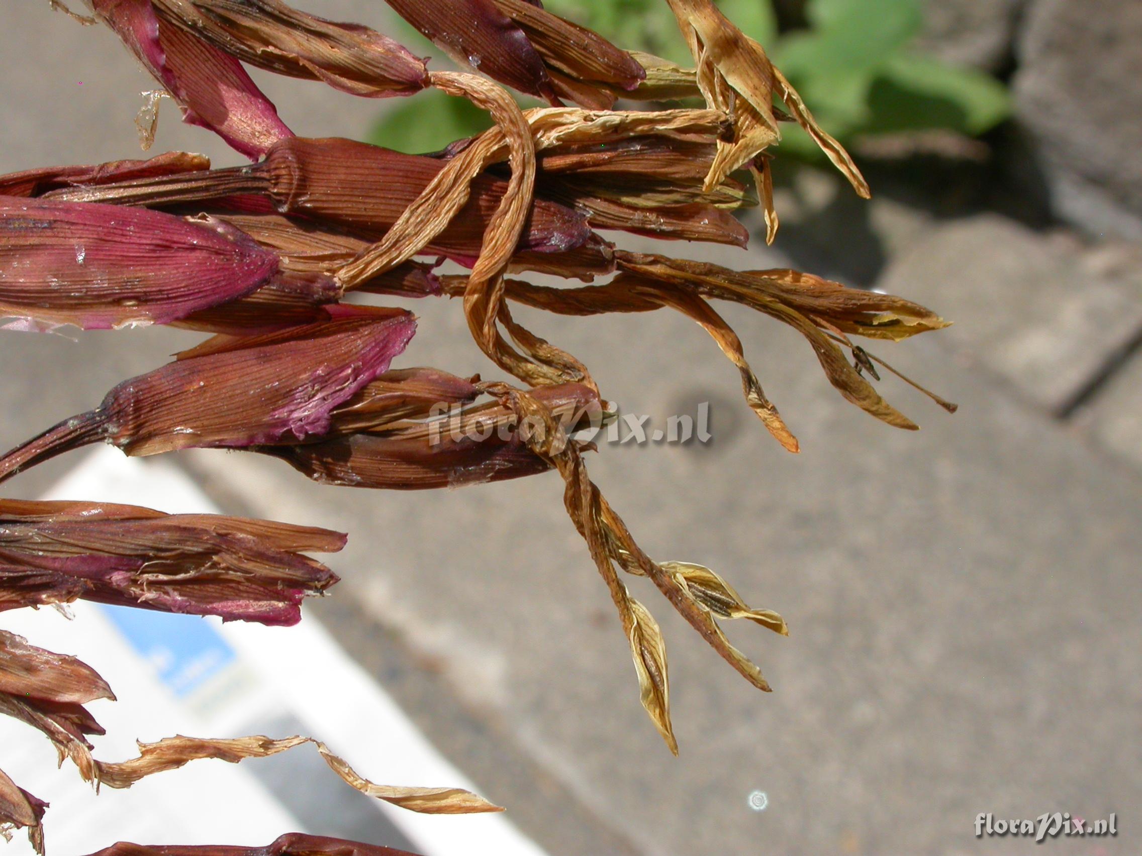 Mezobromelia fulgens L.B. Sm.