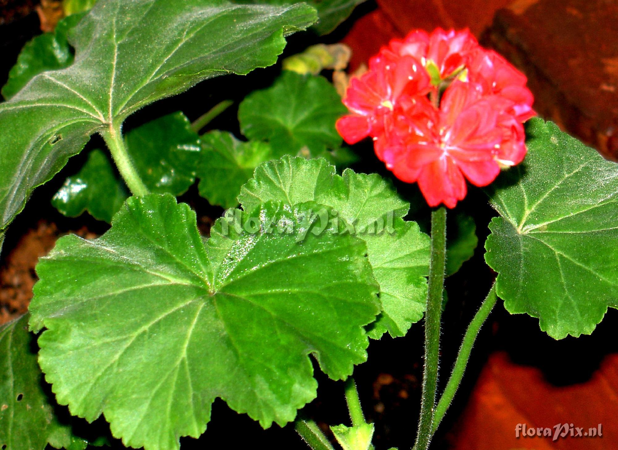 Pelargonium sp. Gereniaceae