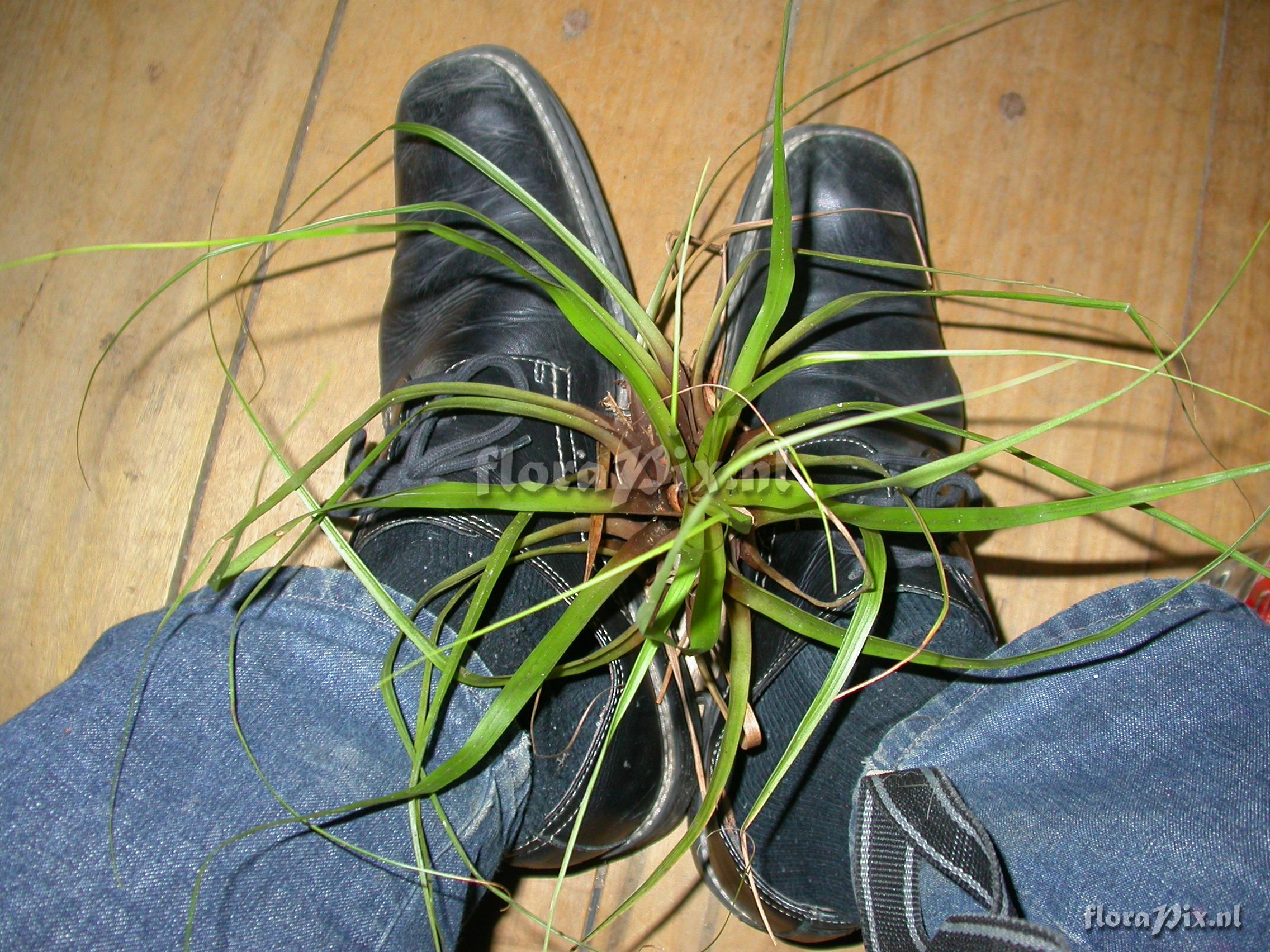 Tillandsia cf. laminata 