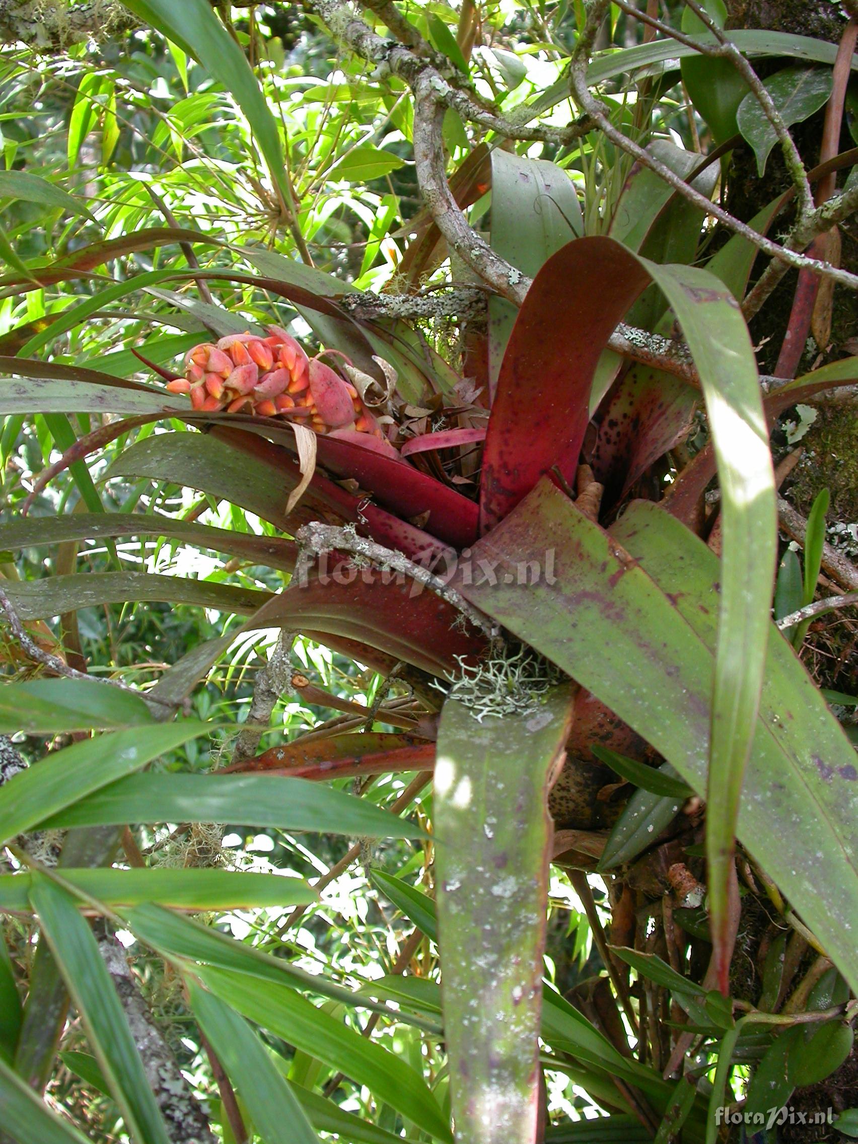 Racinaea tetrantha cf var. aurantiaca 