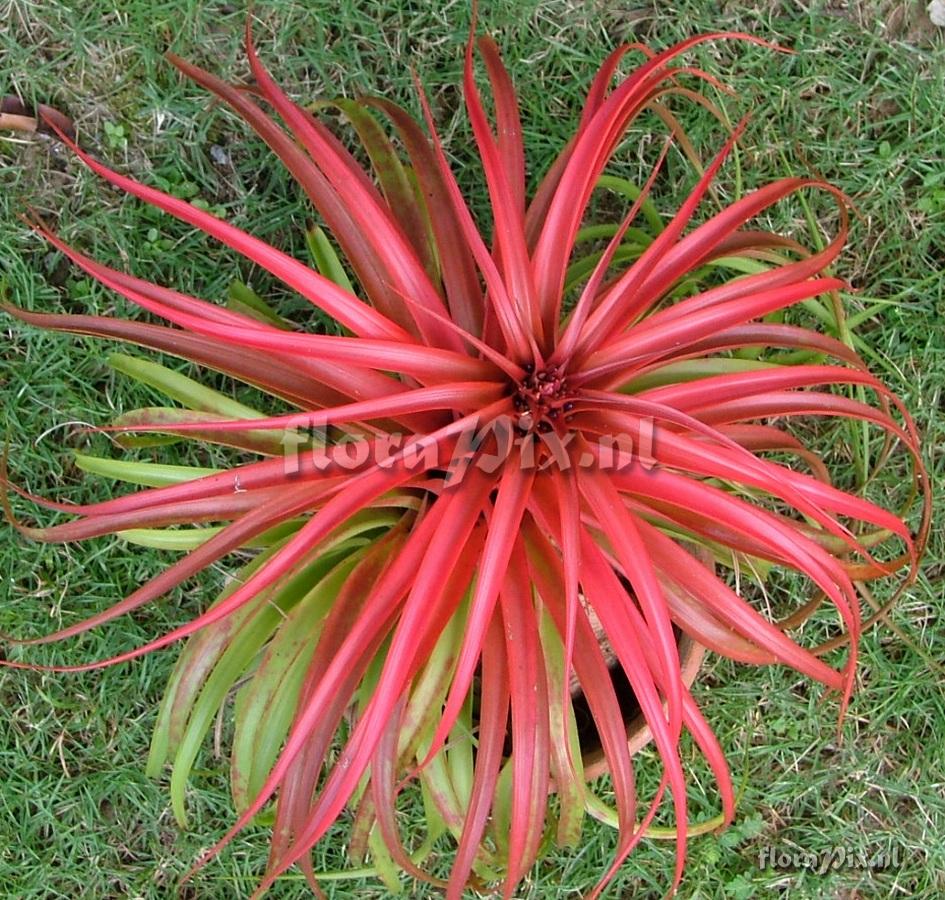 Tillandsia brachycaulos