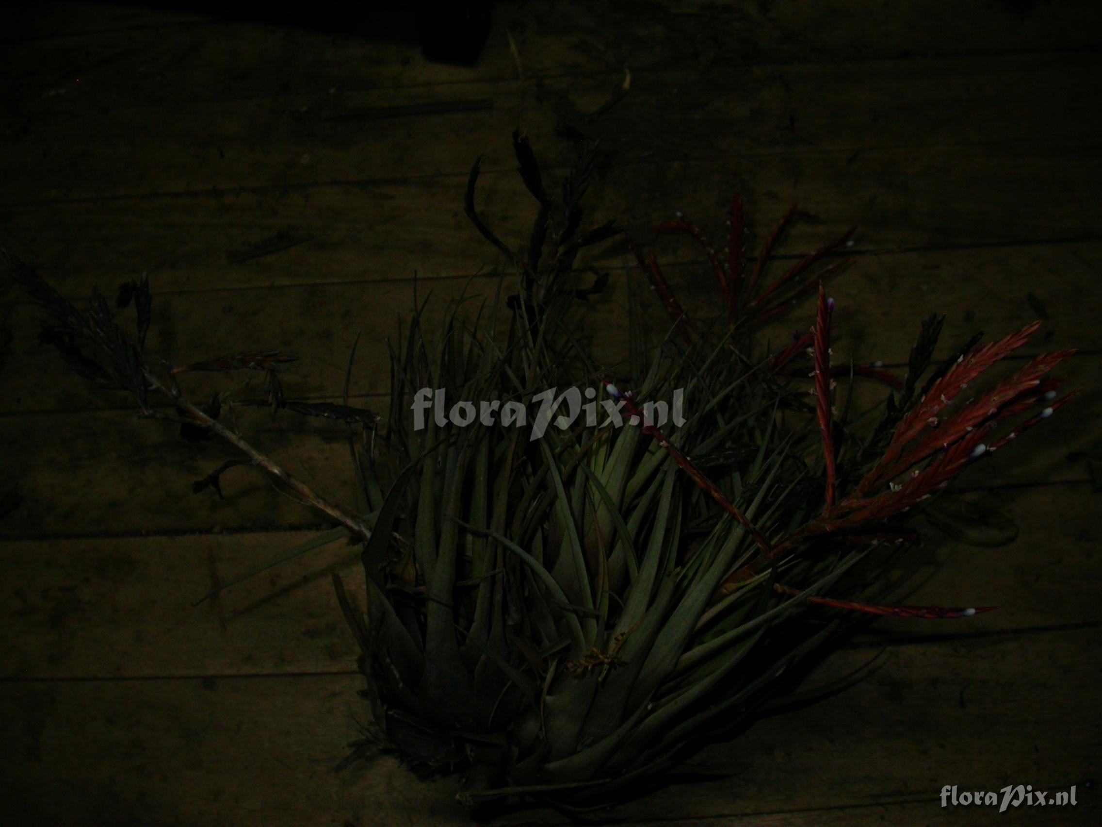 Tillandsia heterandra (Andr) L.B. Sm.