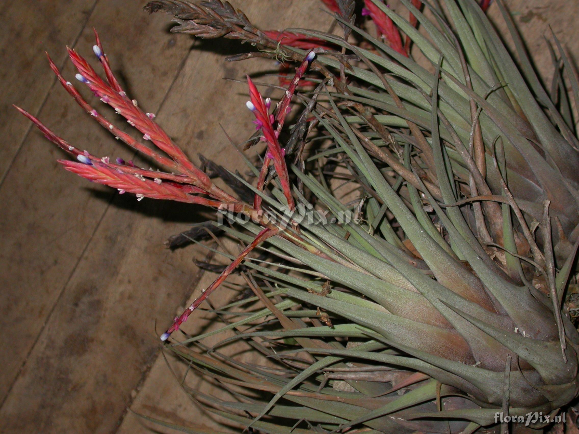 Tillandsia heterandra (Andr) L.B. Sm.