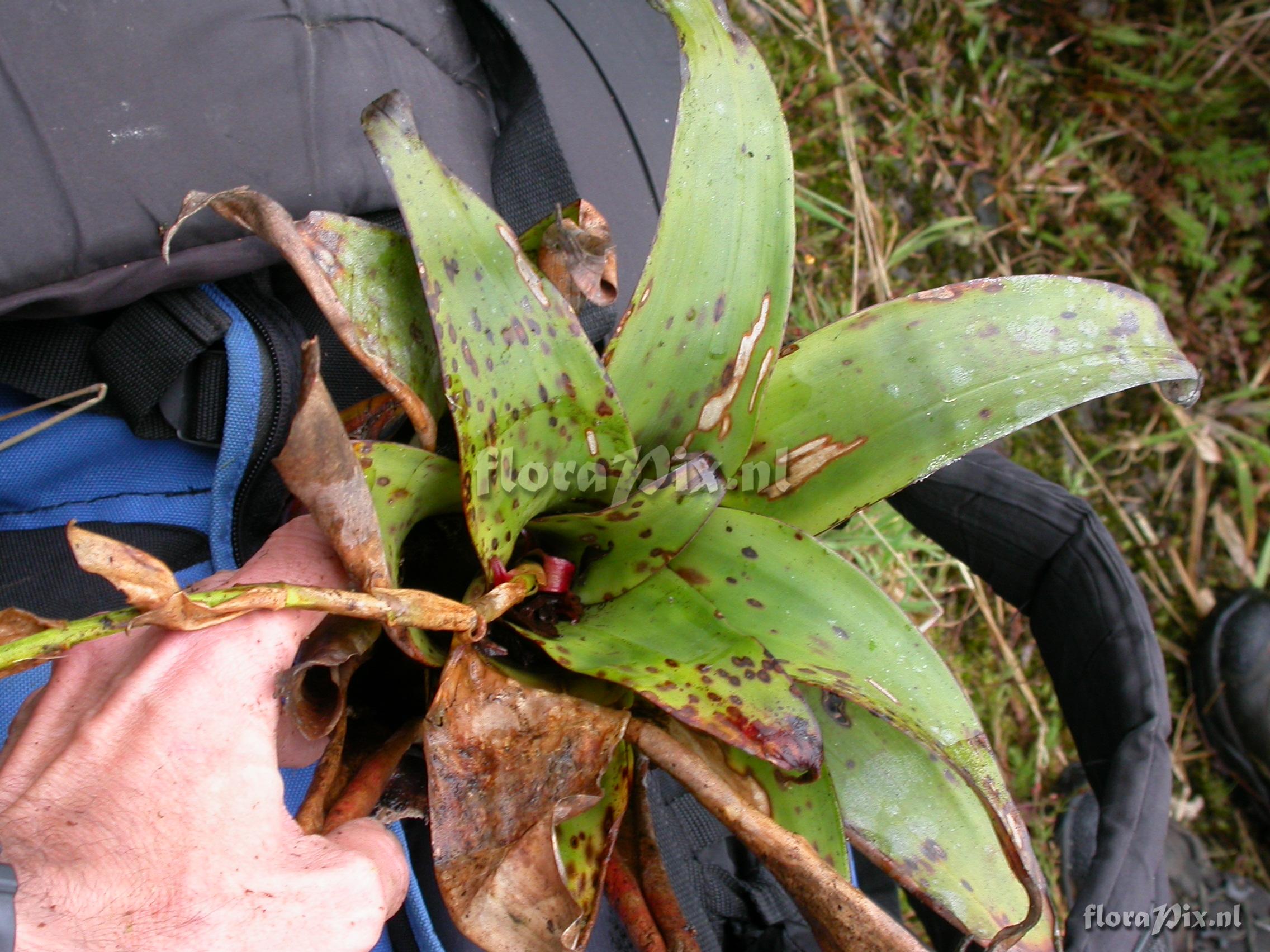 Racinaea tetrantha var. densiflora (Andre) M.A.Spencer&L.B.Sm.