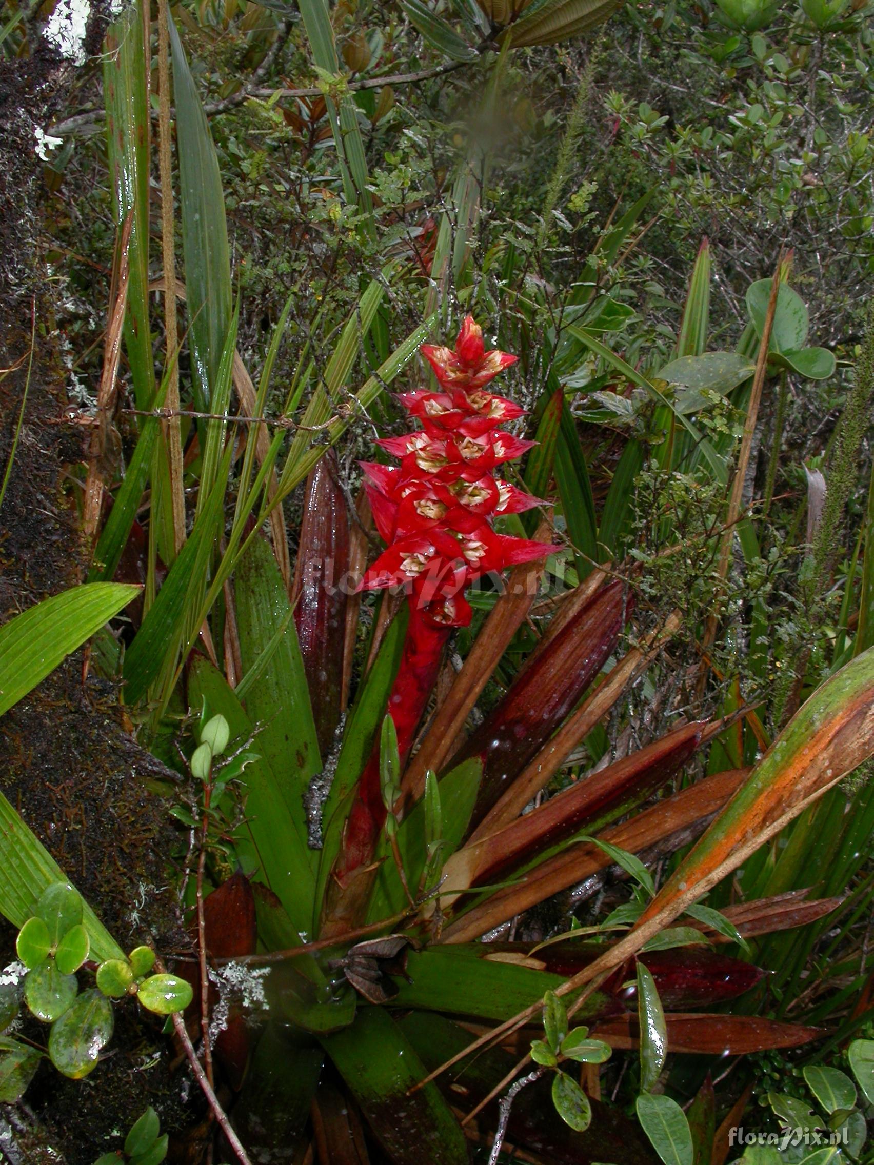 Vriesea rubrobracteata 