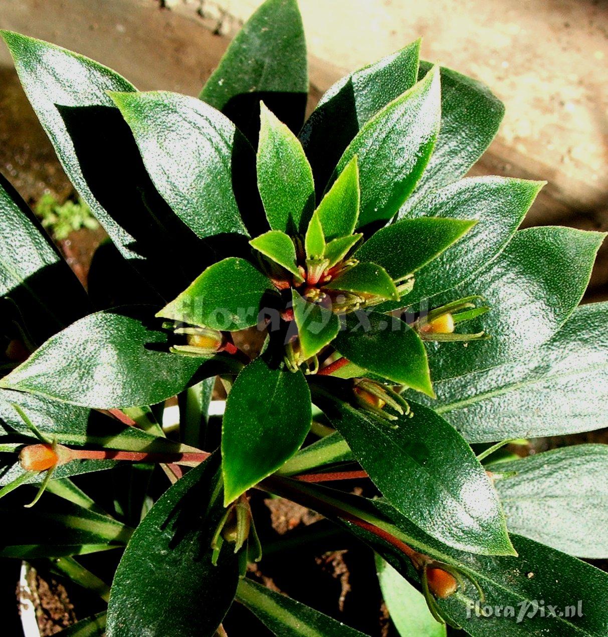 Cuphea sp. Lythraceae
