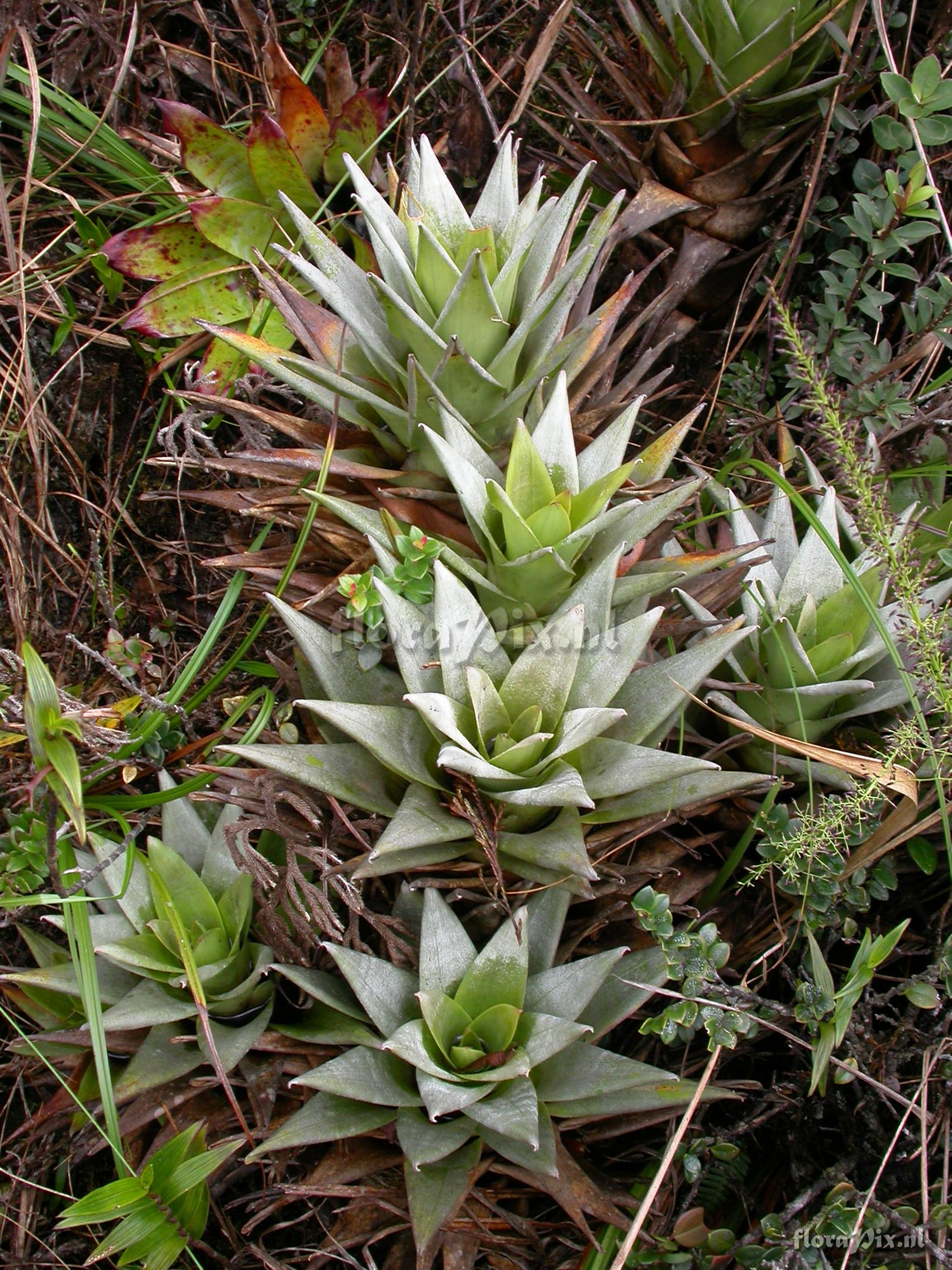 Guzmania confinis