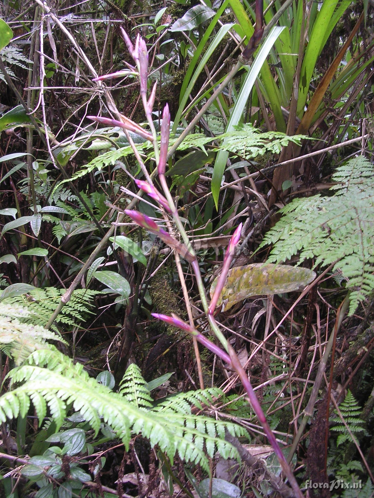 Tillandsia stenoura 