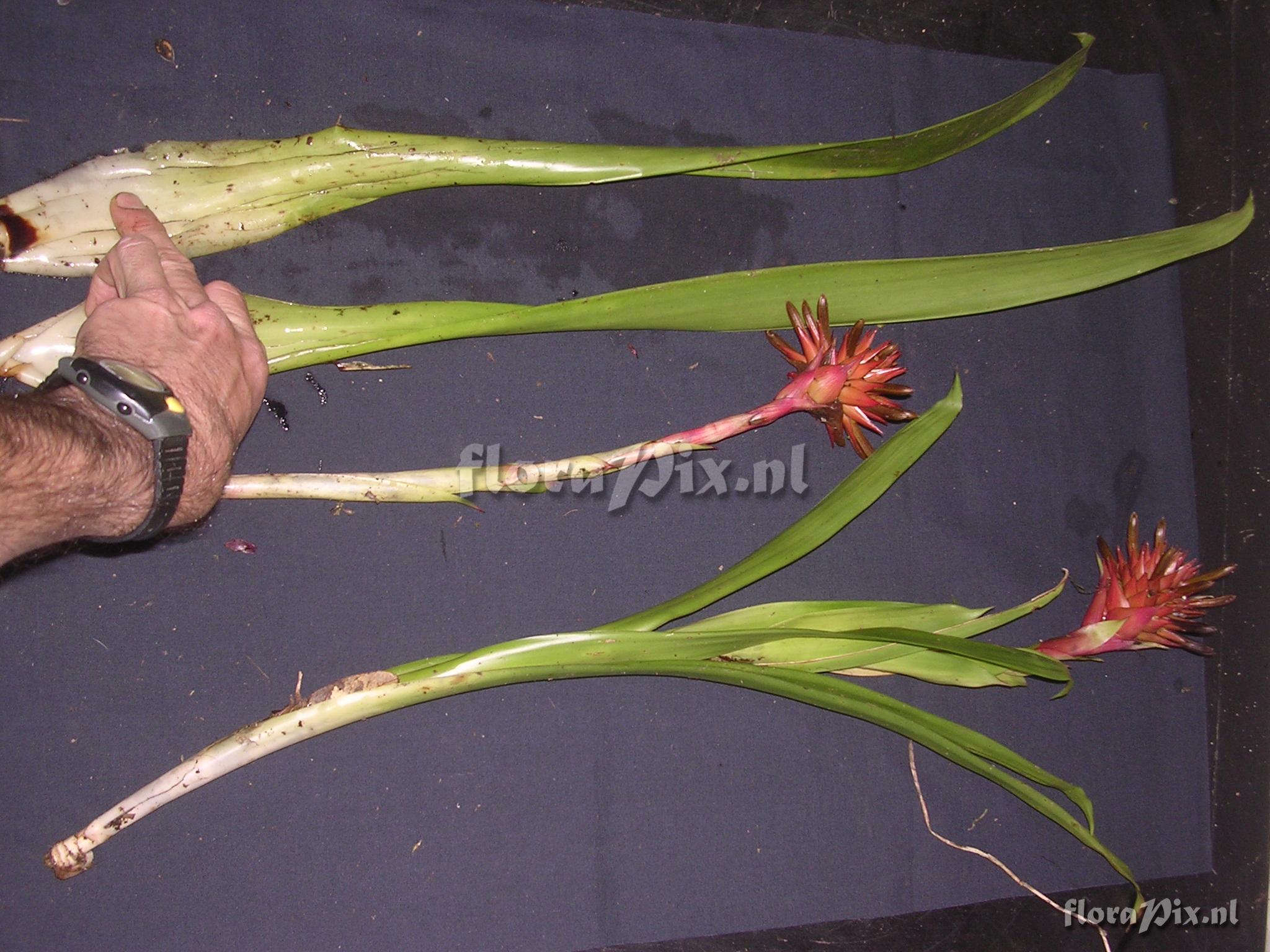 Guzmania bessae Luther