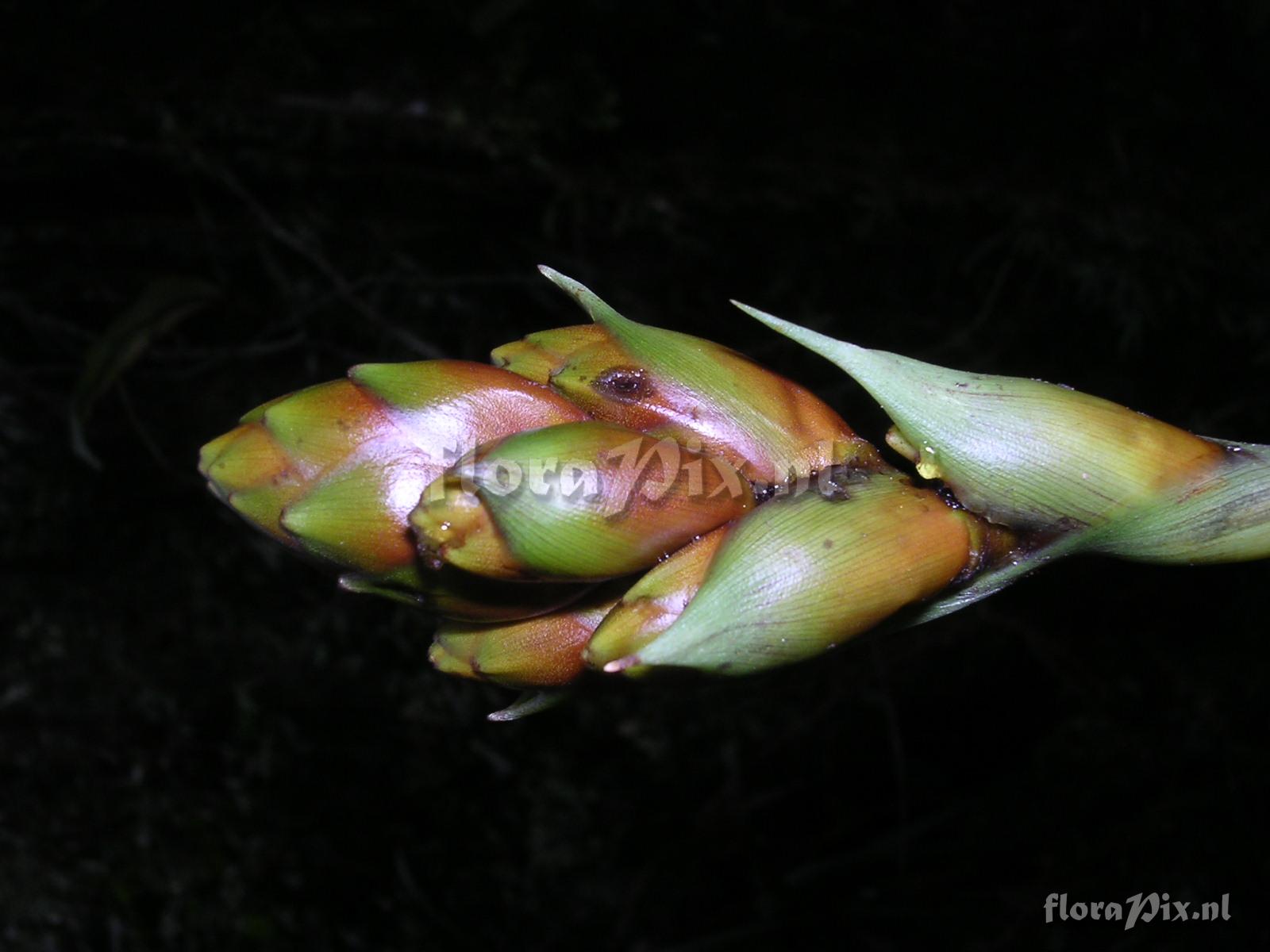 Guzmania confusa L.B. Sm.