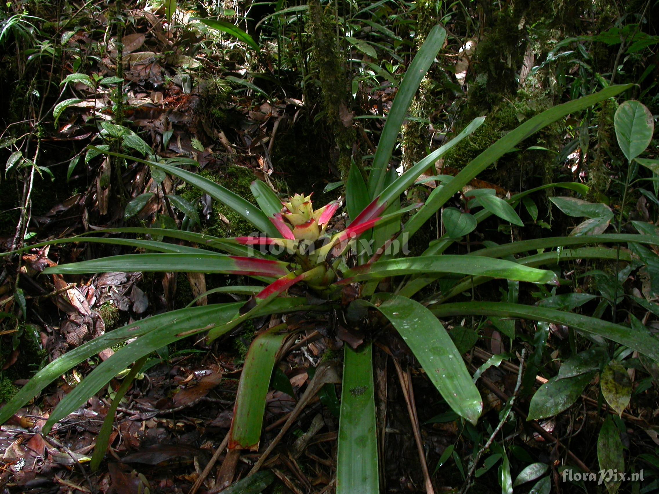 Guzmania squarrosa (Mez & Sodiro) L.B. Smith & Pittd.