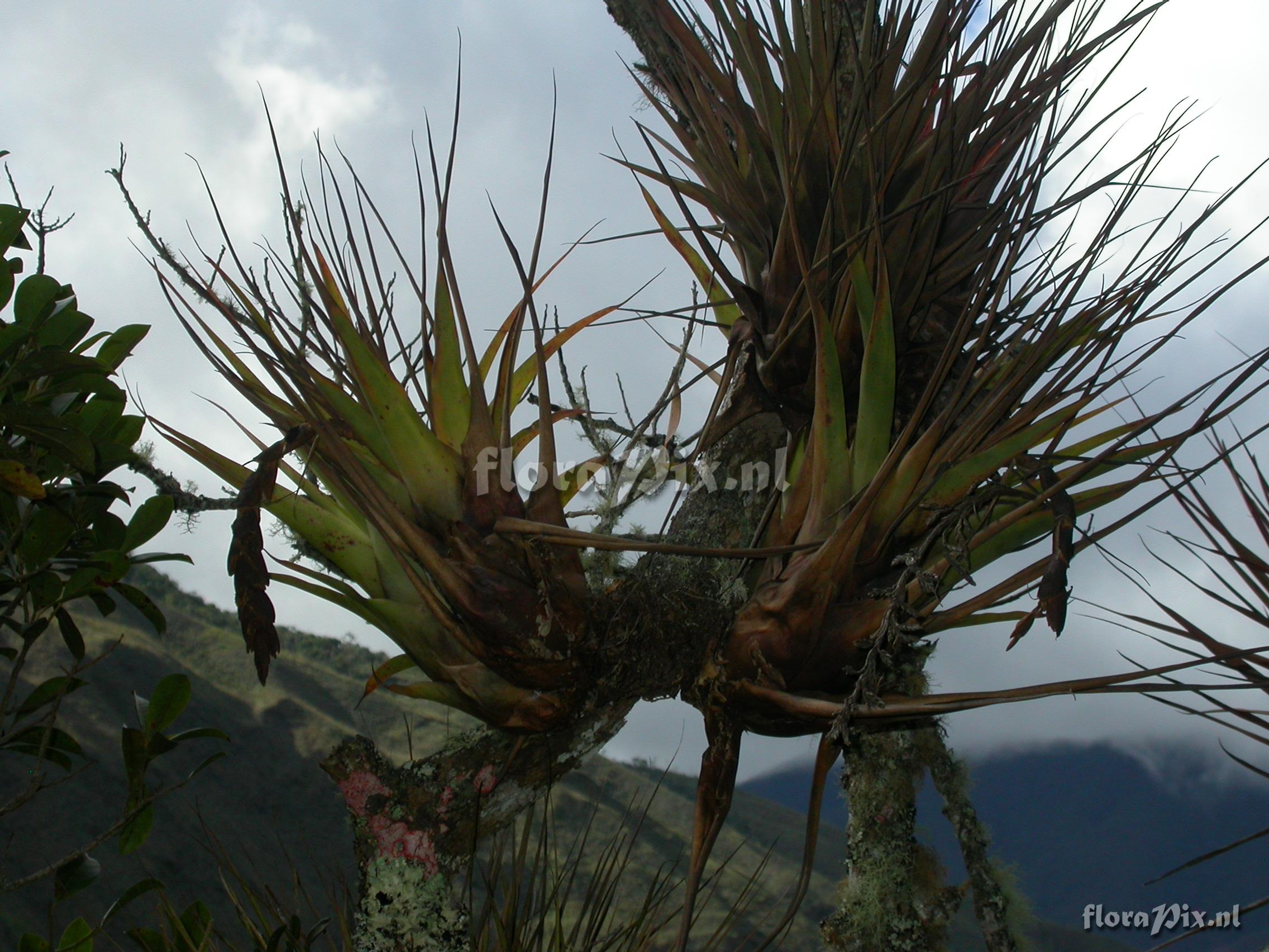 Vriesea appendiculata 