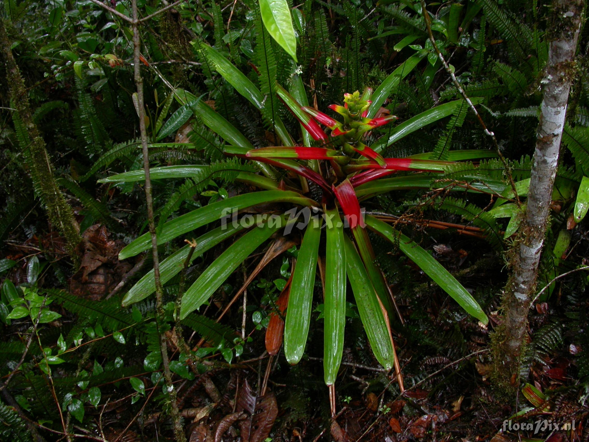 Guzmania  