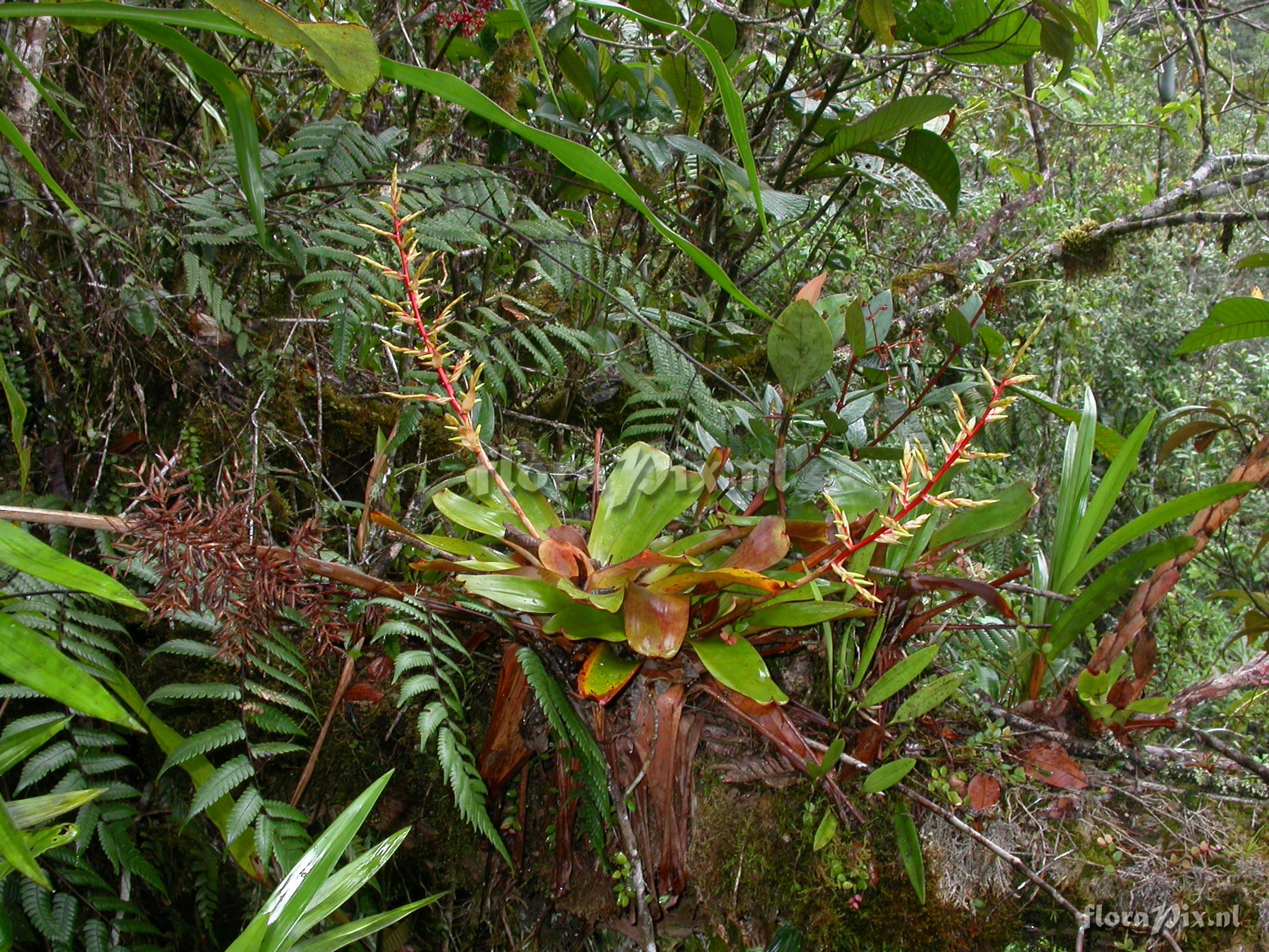 Tillandsia asplundii L.B. Sm.