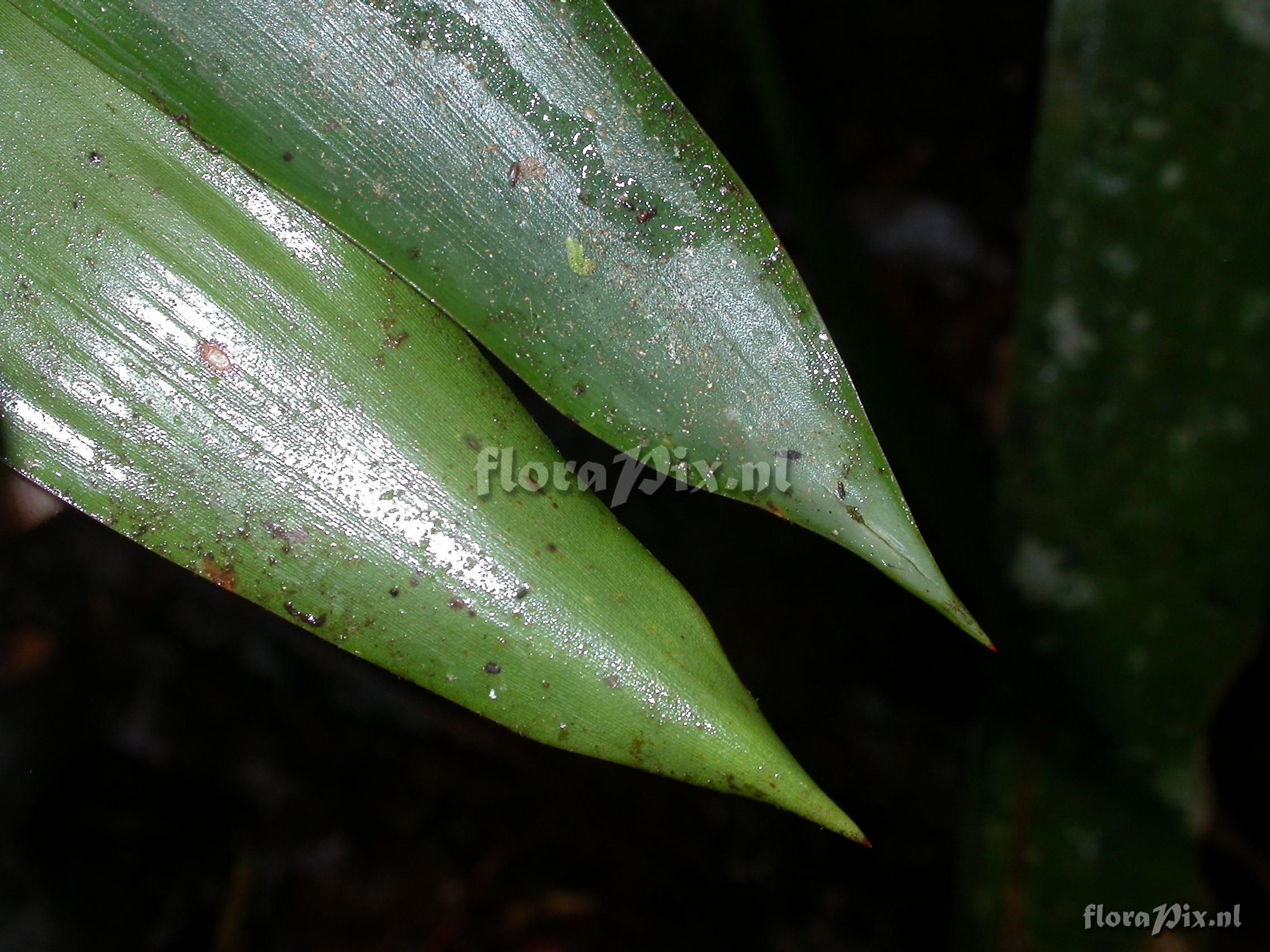 Guzmania claviformis  