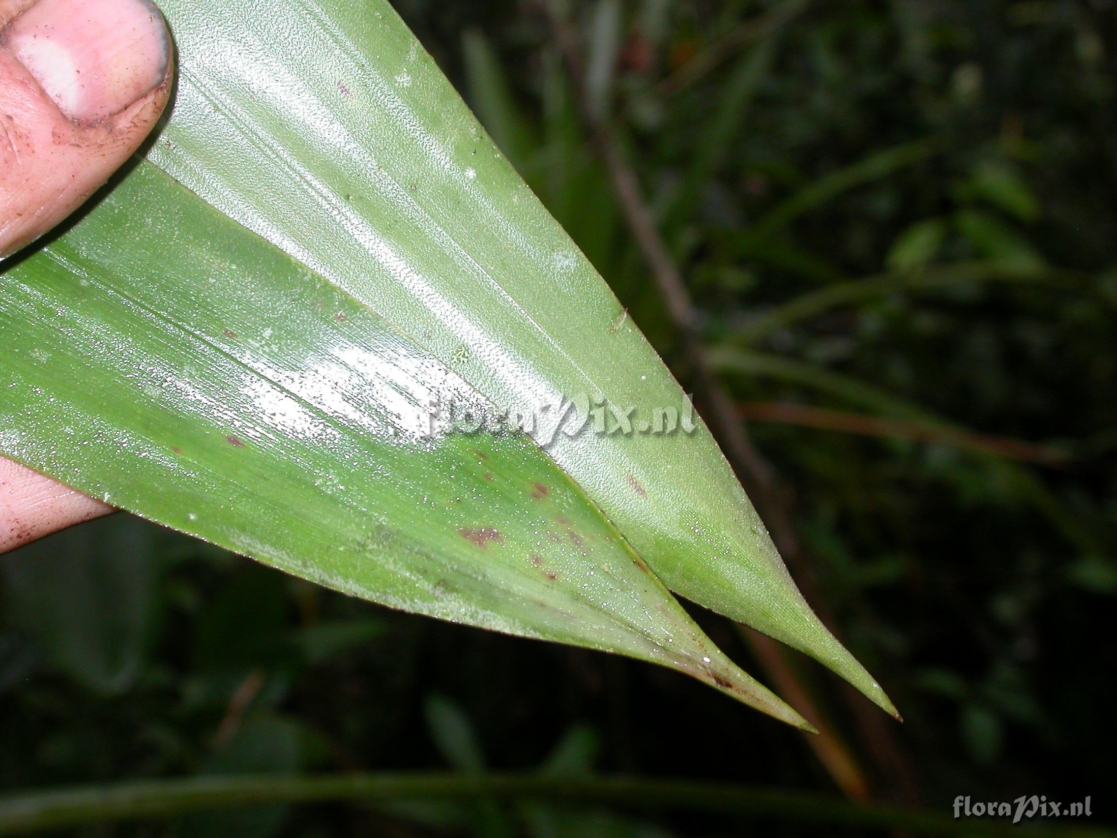 Guzmania  