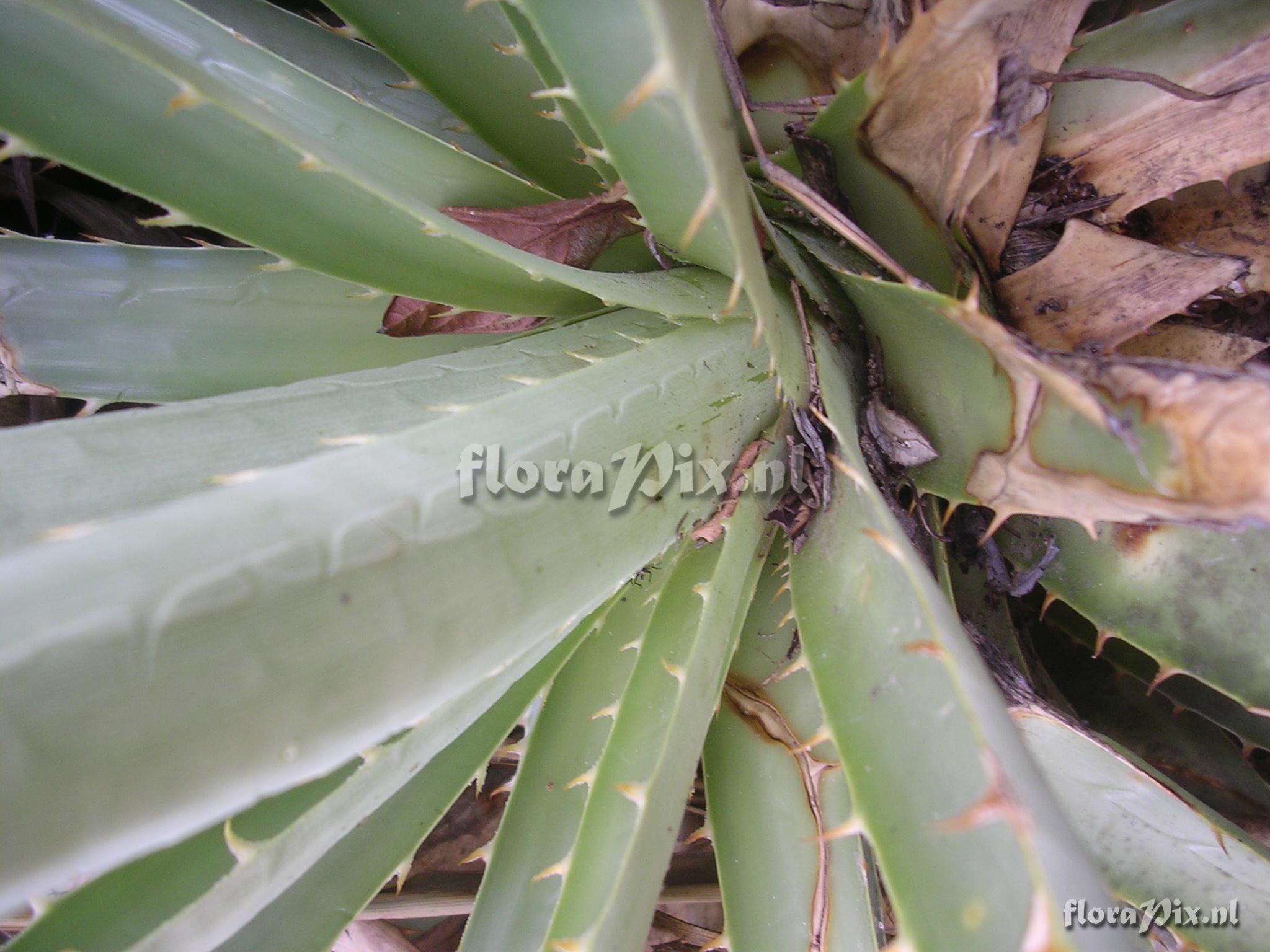 Puya cf parviflora  L.B. Sm. 