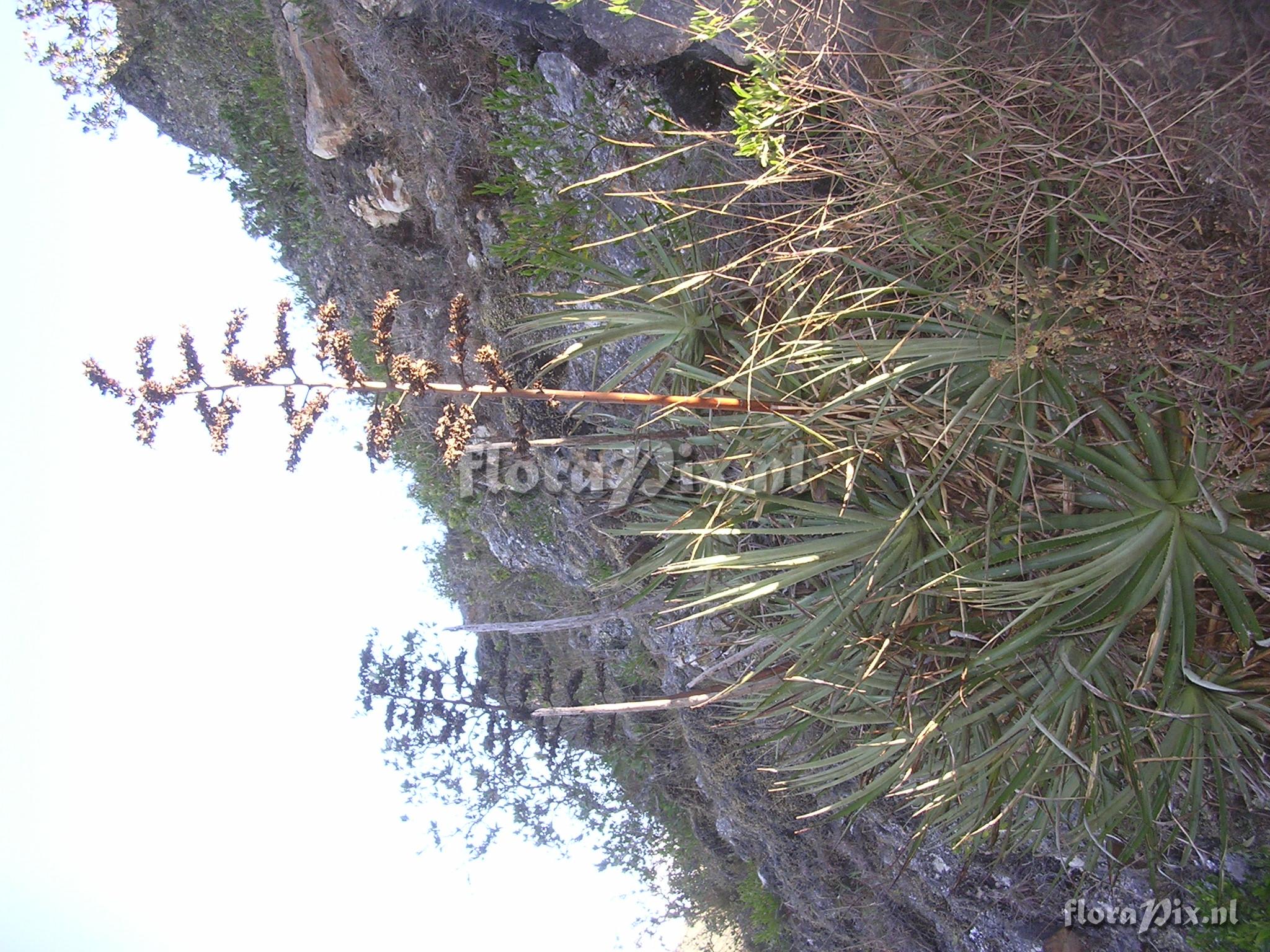 Puya cf parviflora  L.B. Sm. 