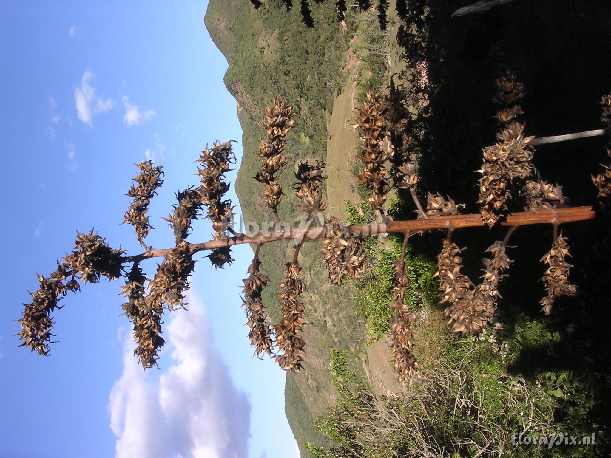 Puya cf parviflora  L.B. Sm. 