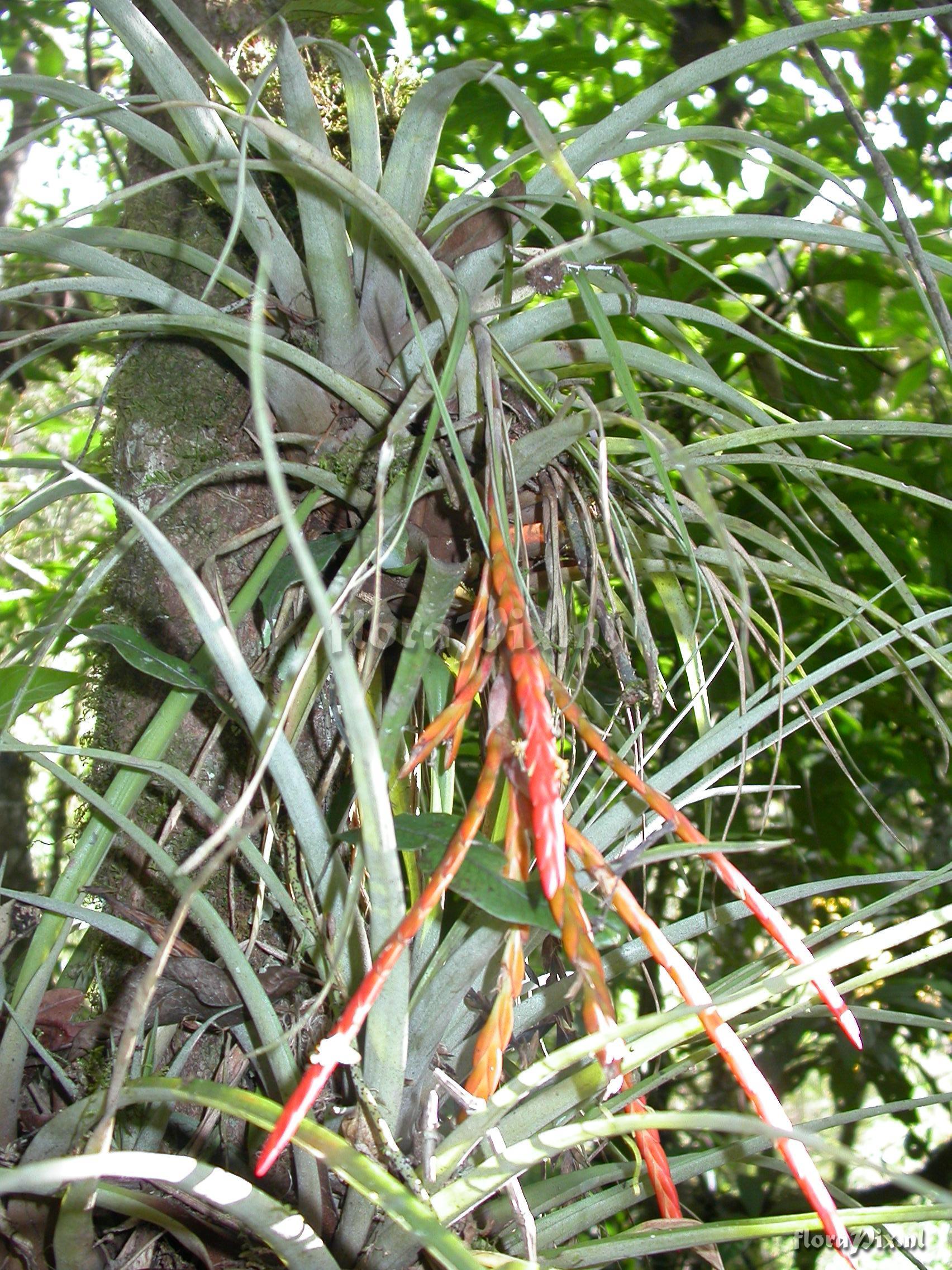 Tillandsia barthlottii Rauh