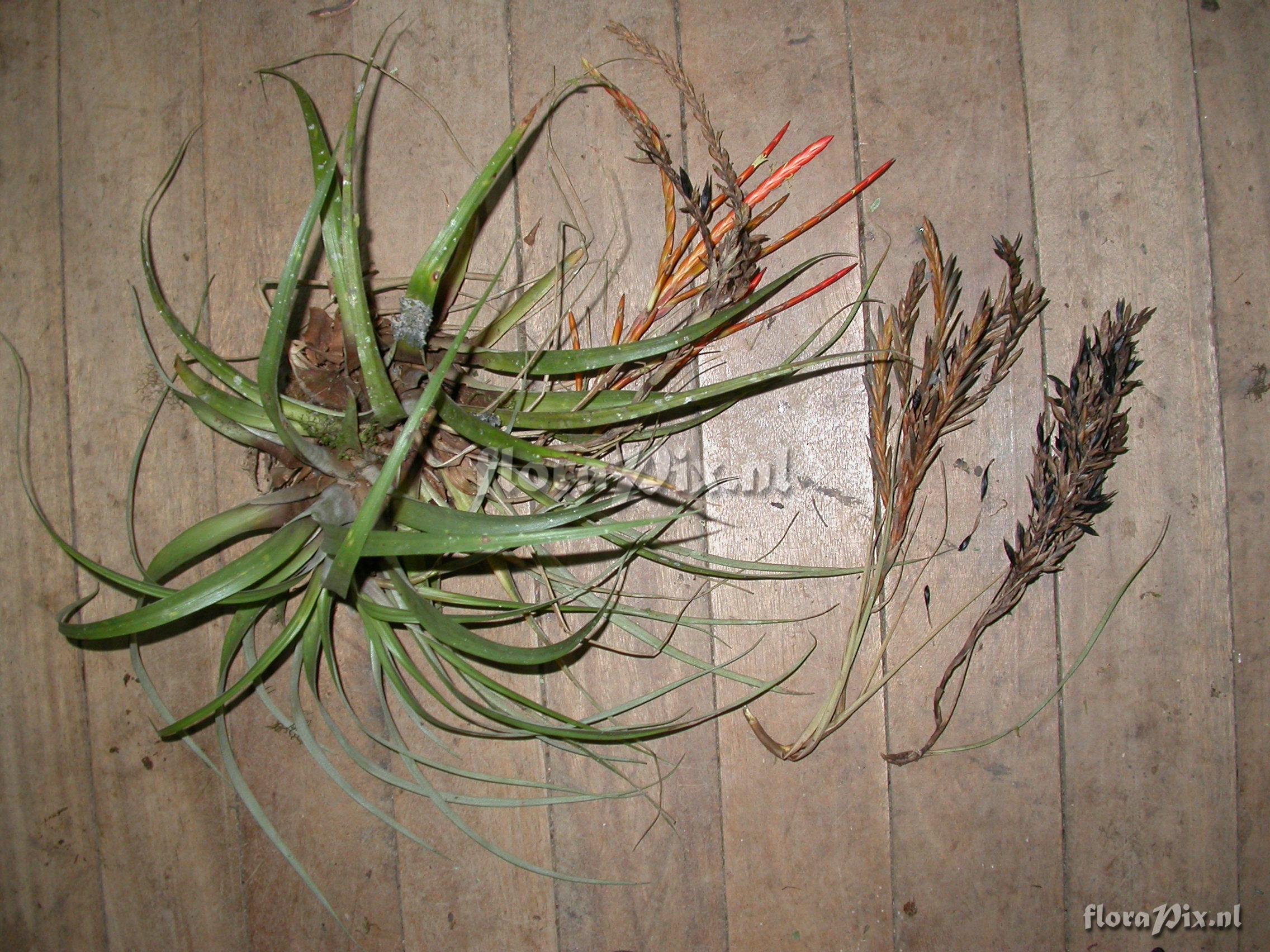 Tillandsia barthlottii Rauh