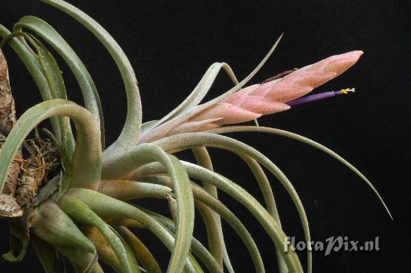 Tillandsia chiapensis