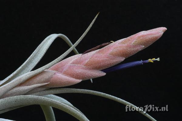 Tillandsia chiapensis