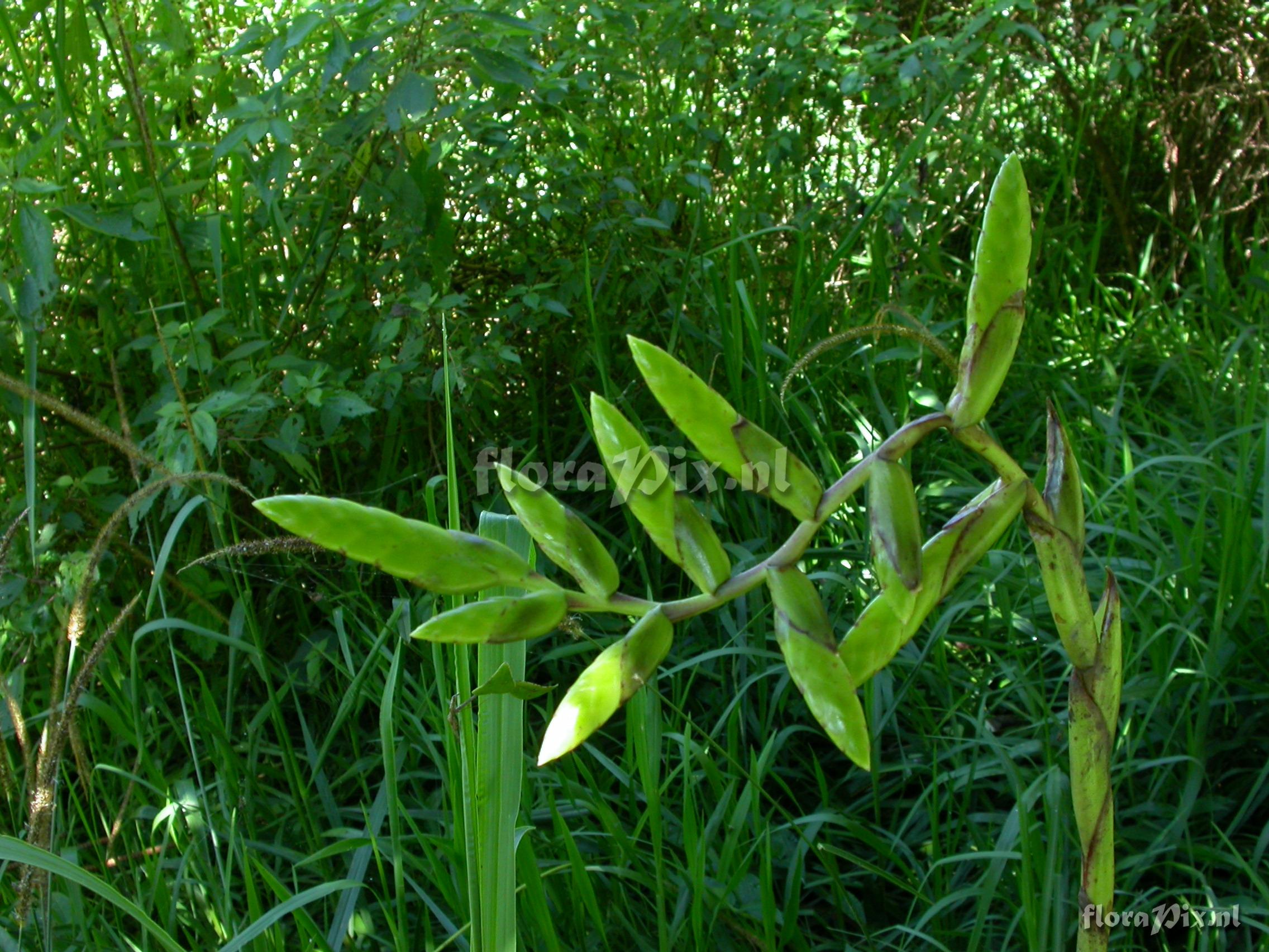 Racinaea riocreuxii (Andre) M.A.Spencer & L.B.Sm.