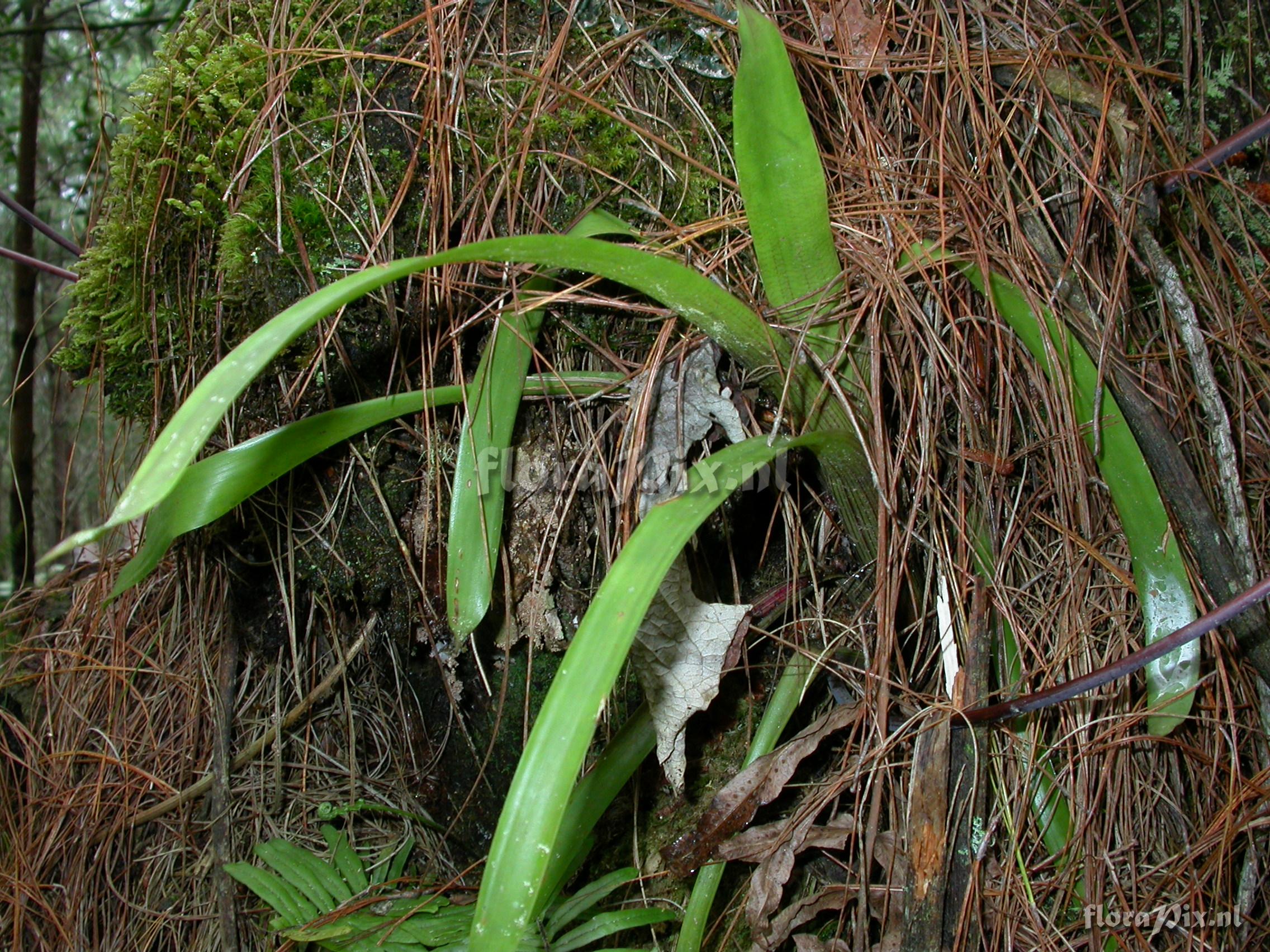 Guzmania  